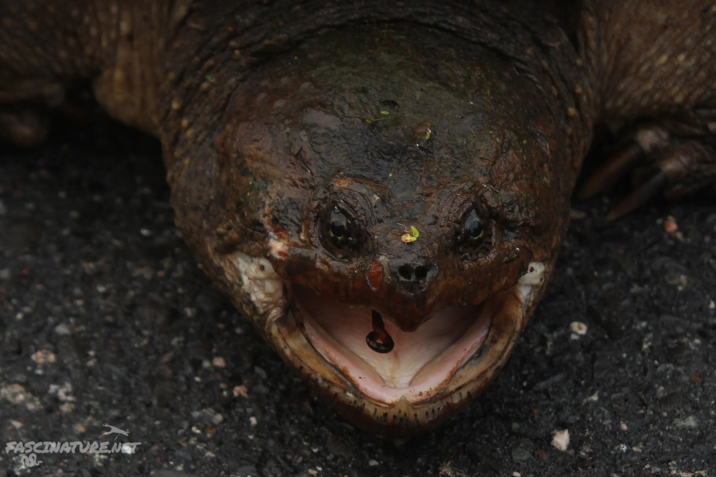 Eastern Snapping Turtle with hook