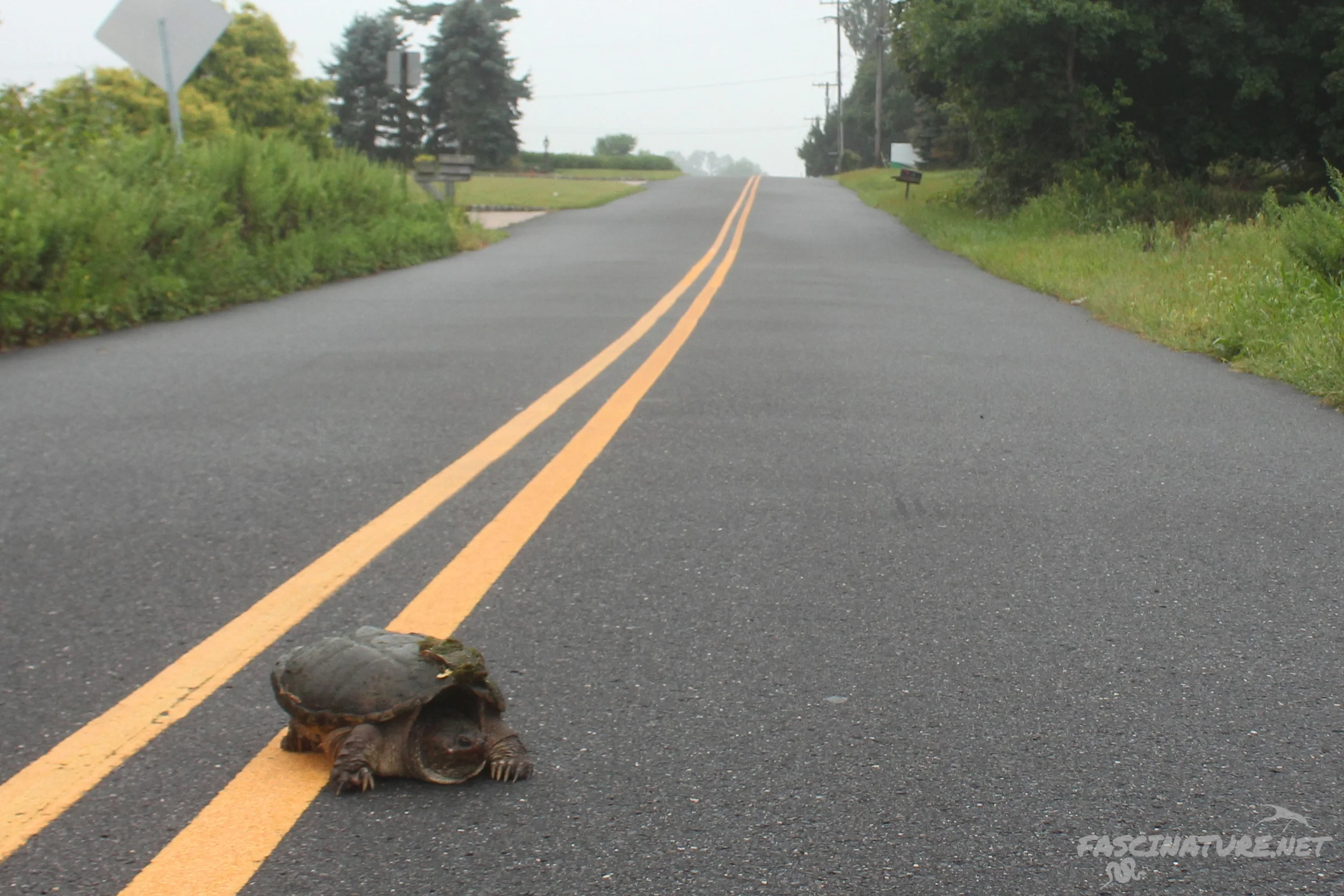 Eastern Snapping Turtle