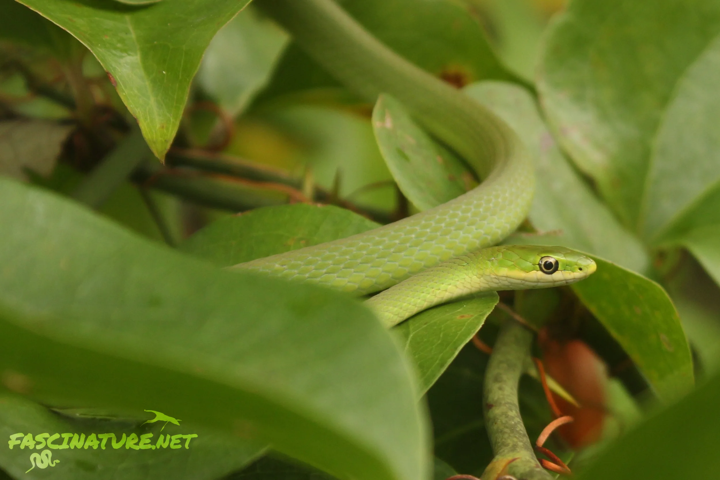 Northern Rough Greensnake