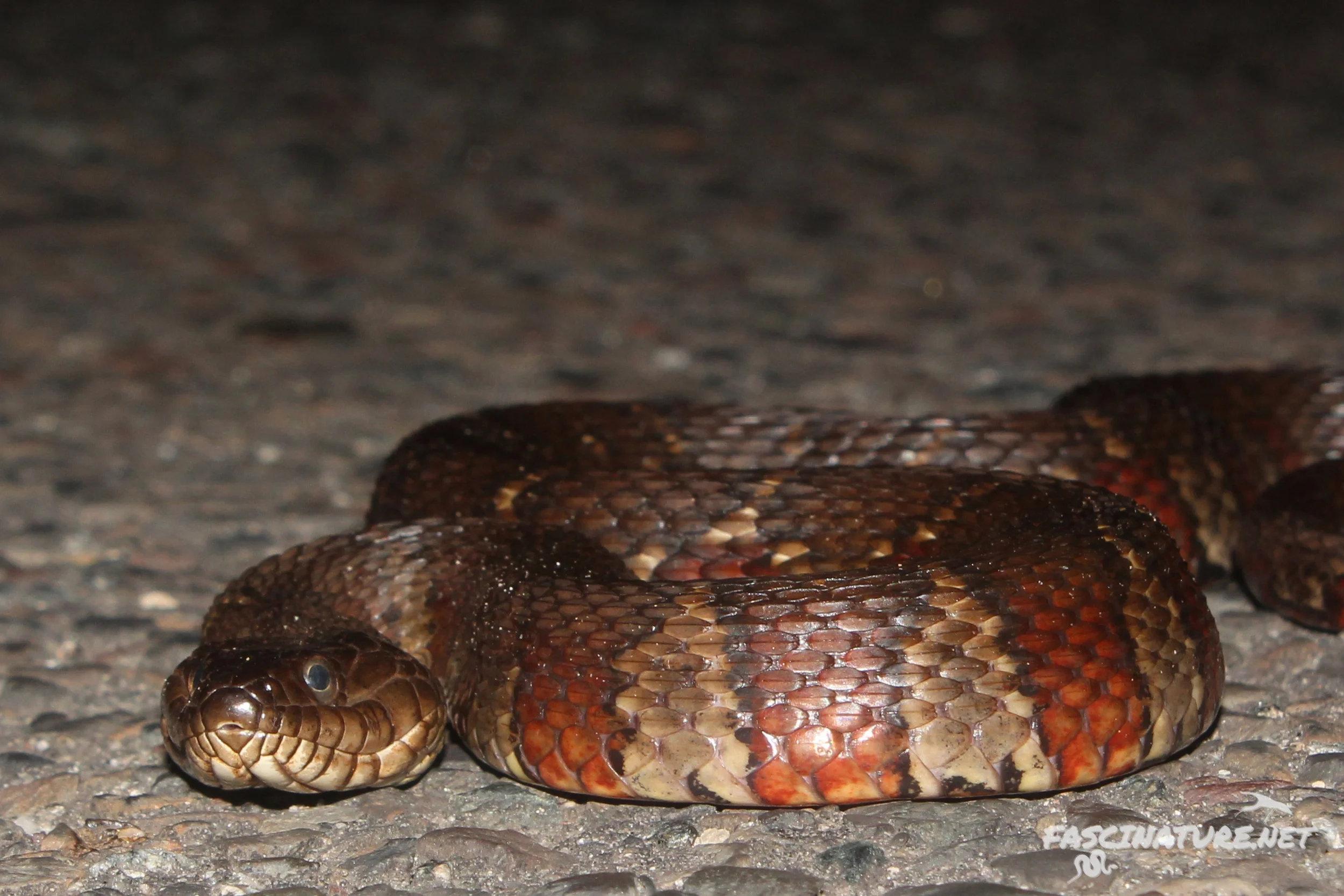 Northern Watersnake