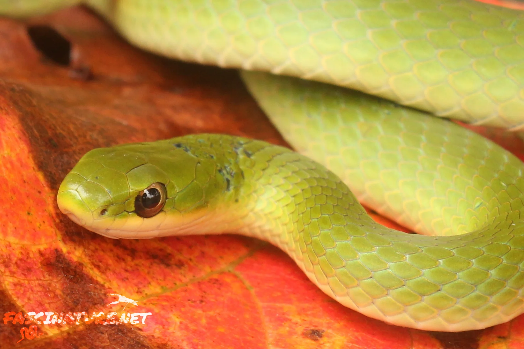 Smooth Greensnake