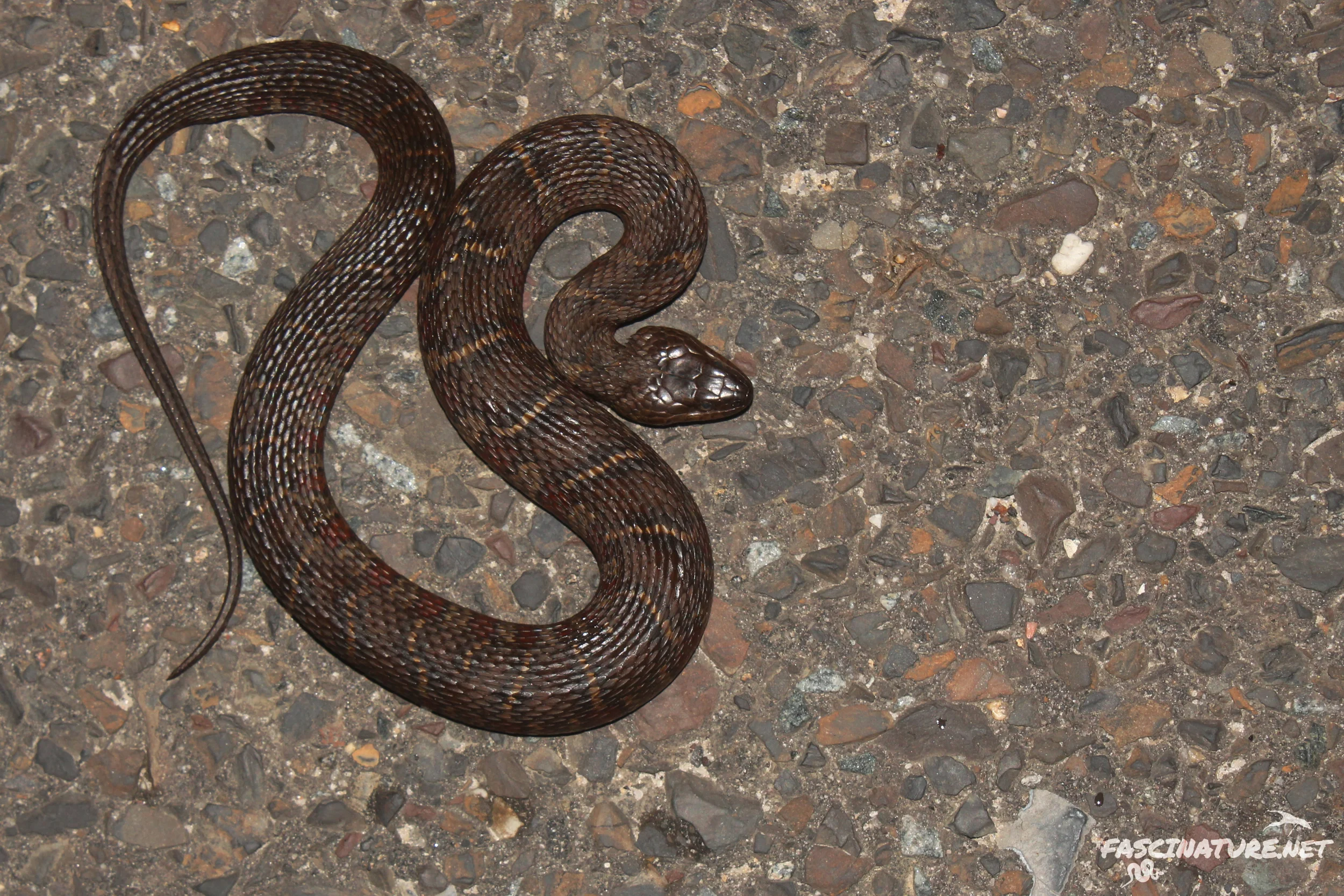 Northern Watersnake