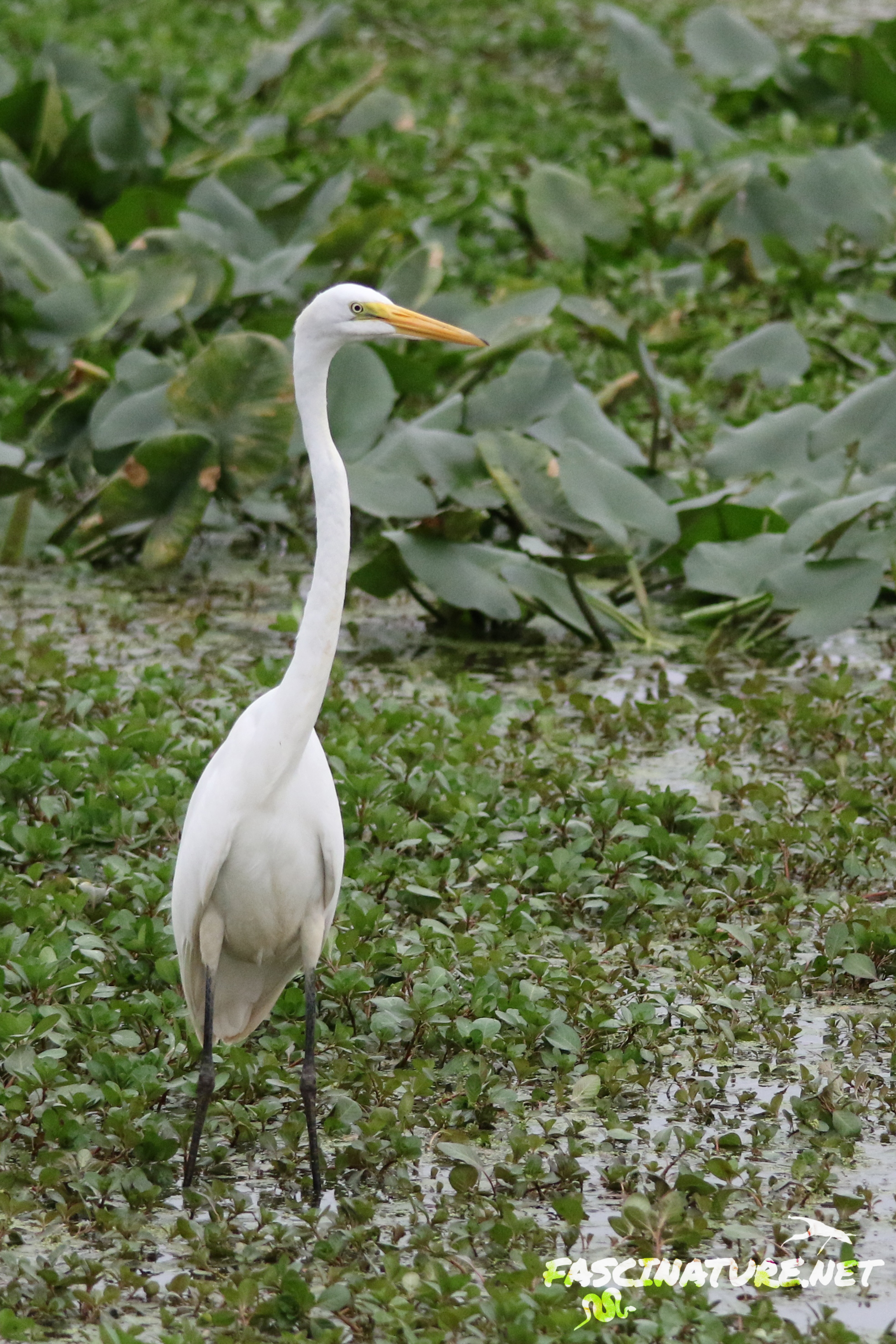 Great Egret