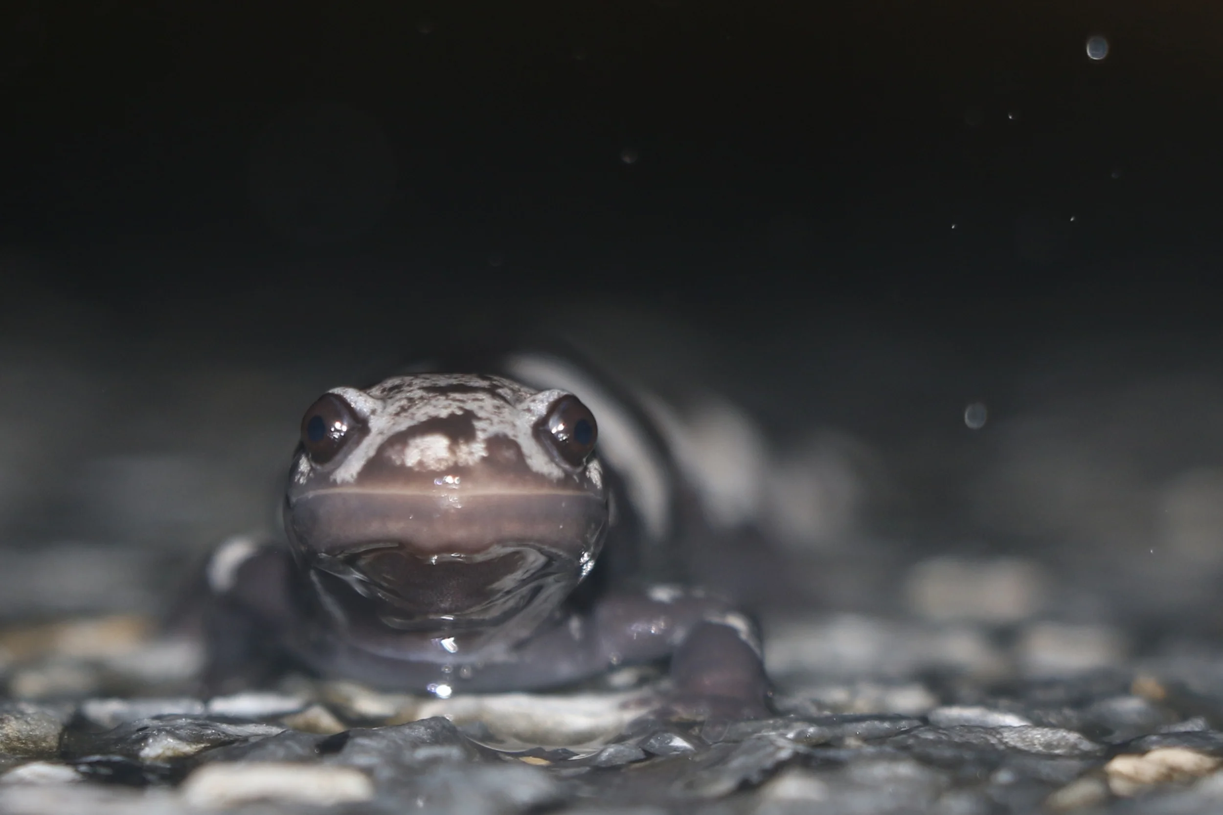 Marbled Salamander during migration
