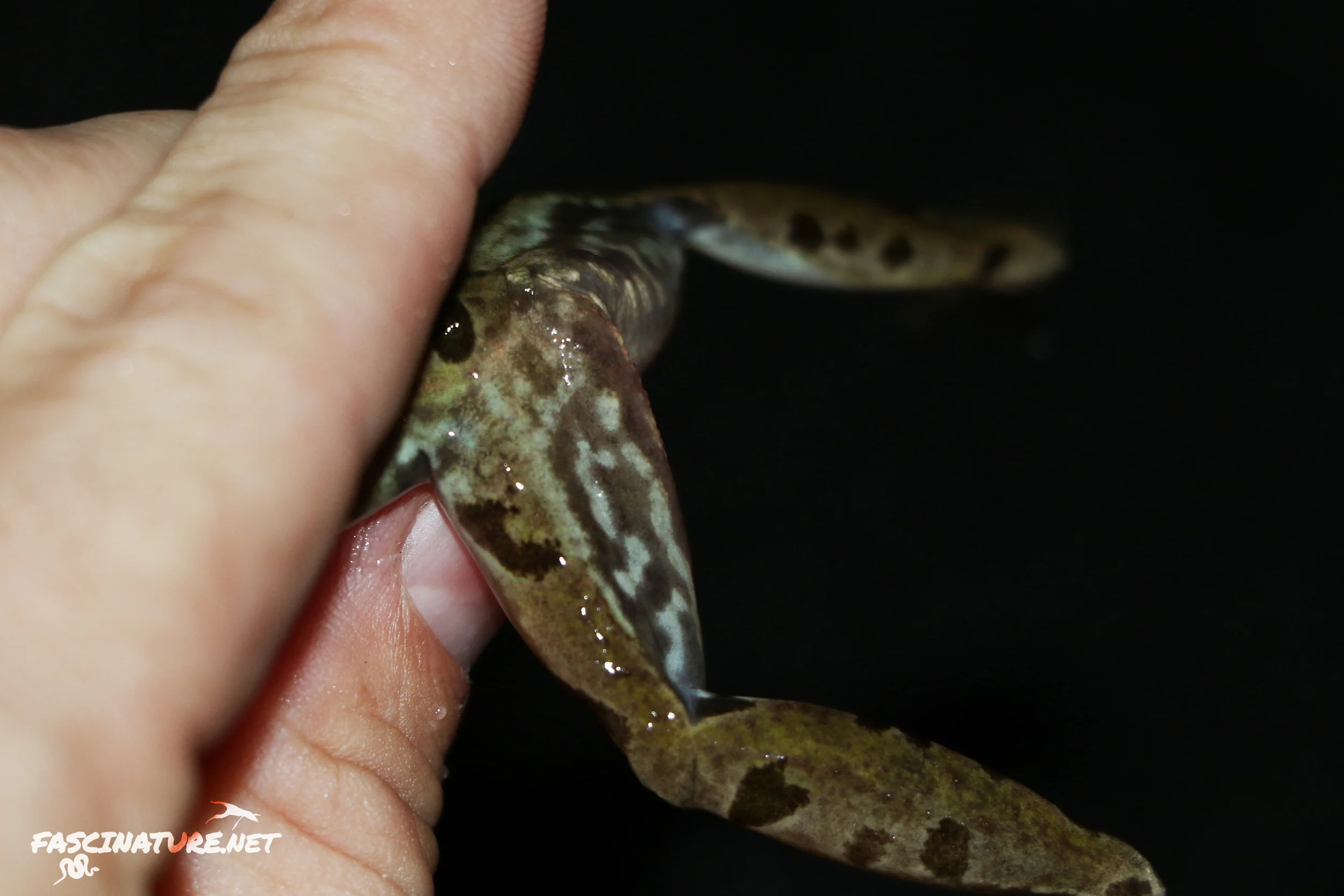 Atlantic Coast Leopard Frog inner thigh detail