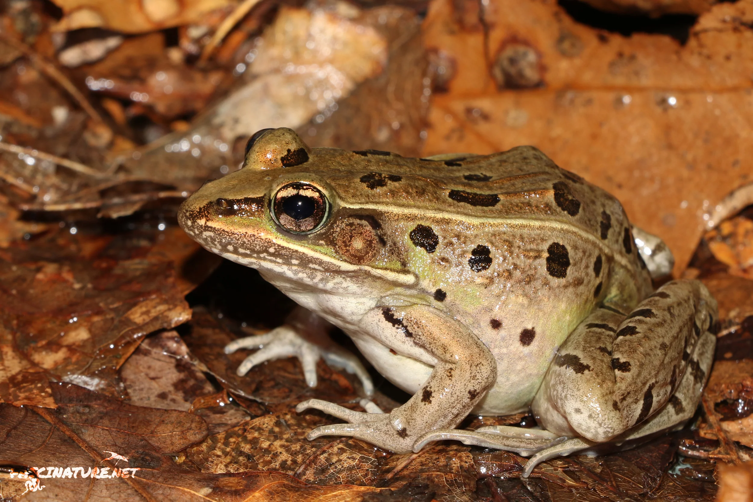 Atlantic Coast Leopard Frog