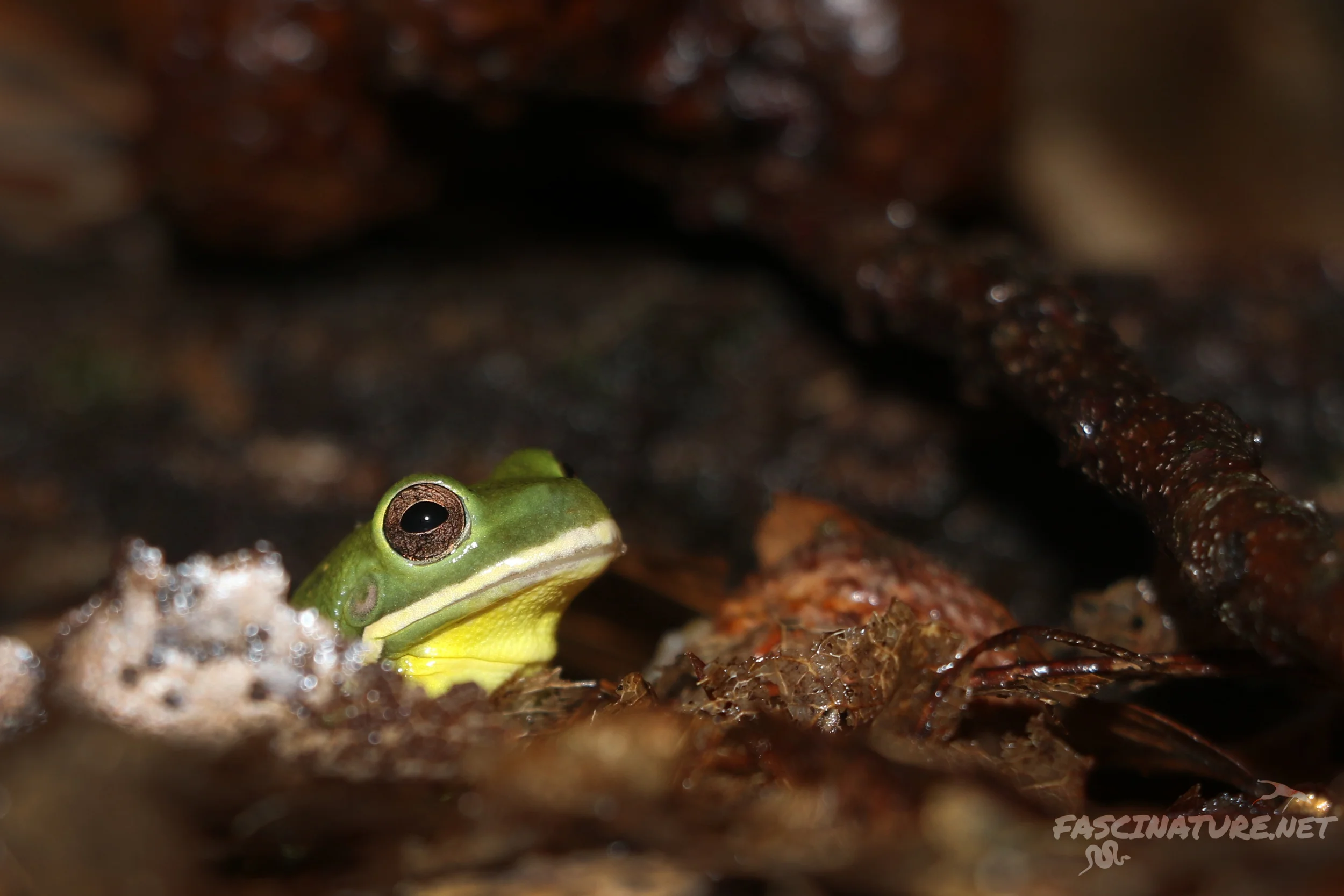 Barking Treefrog