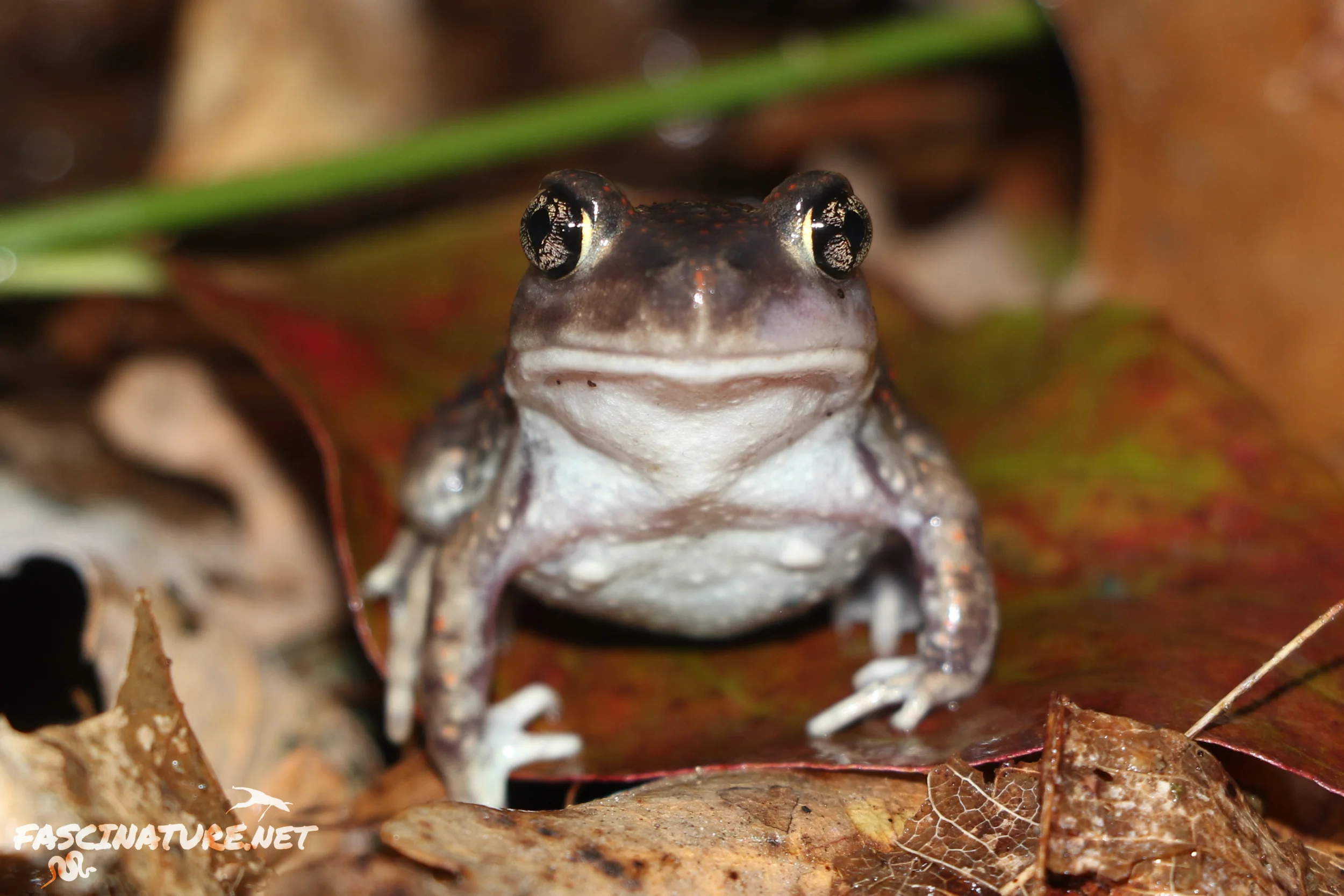 Eastern Spadefoot
