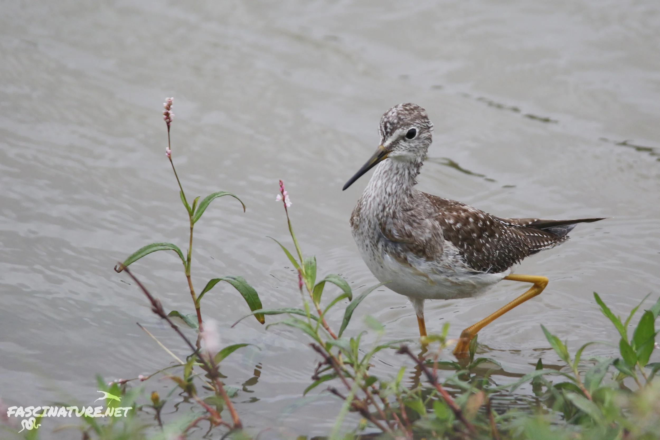 Lesser Yellowlegs