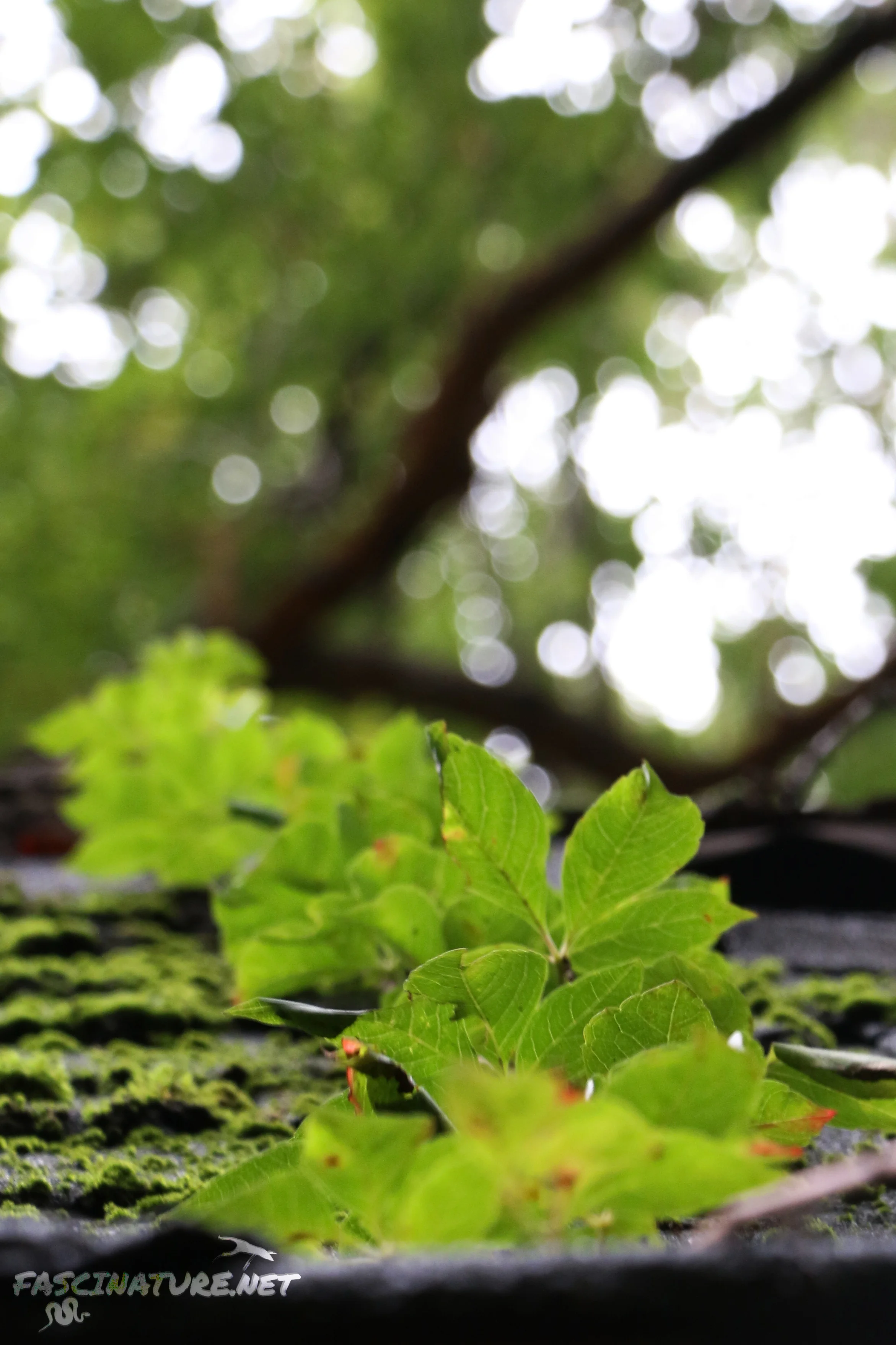 Vine on an abandoned roof