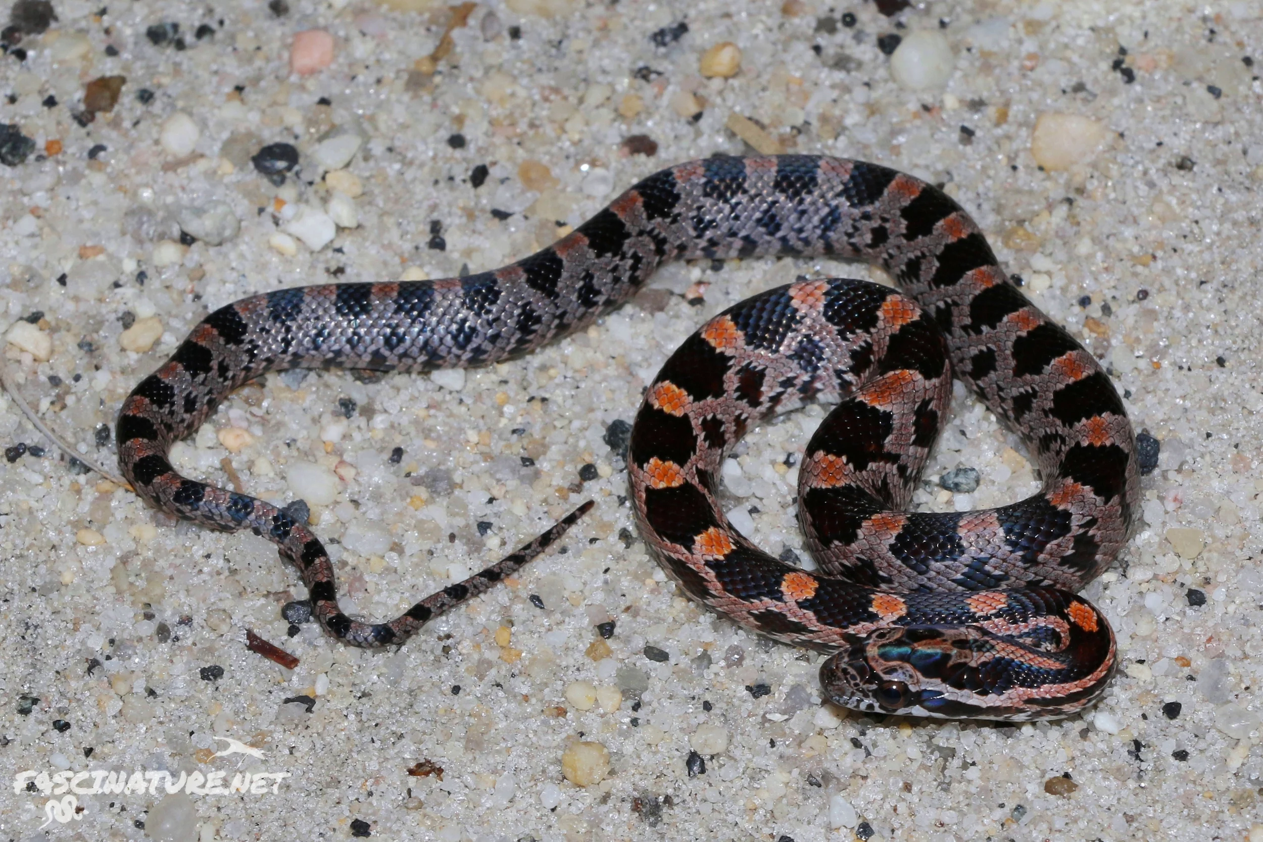 Red Cornsnake