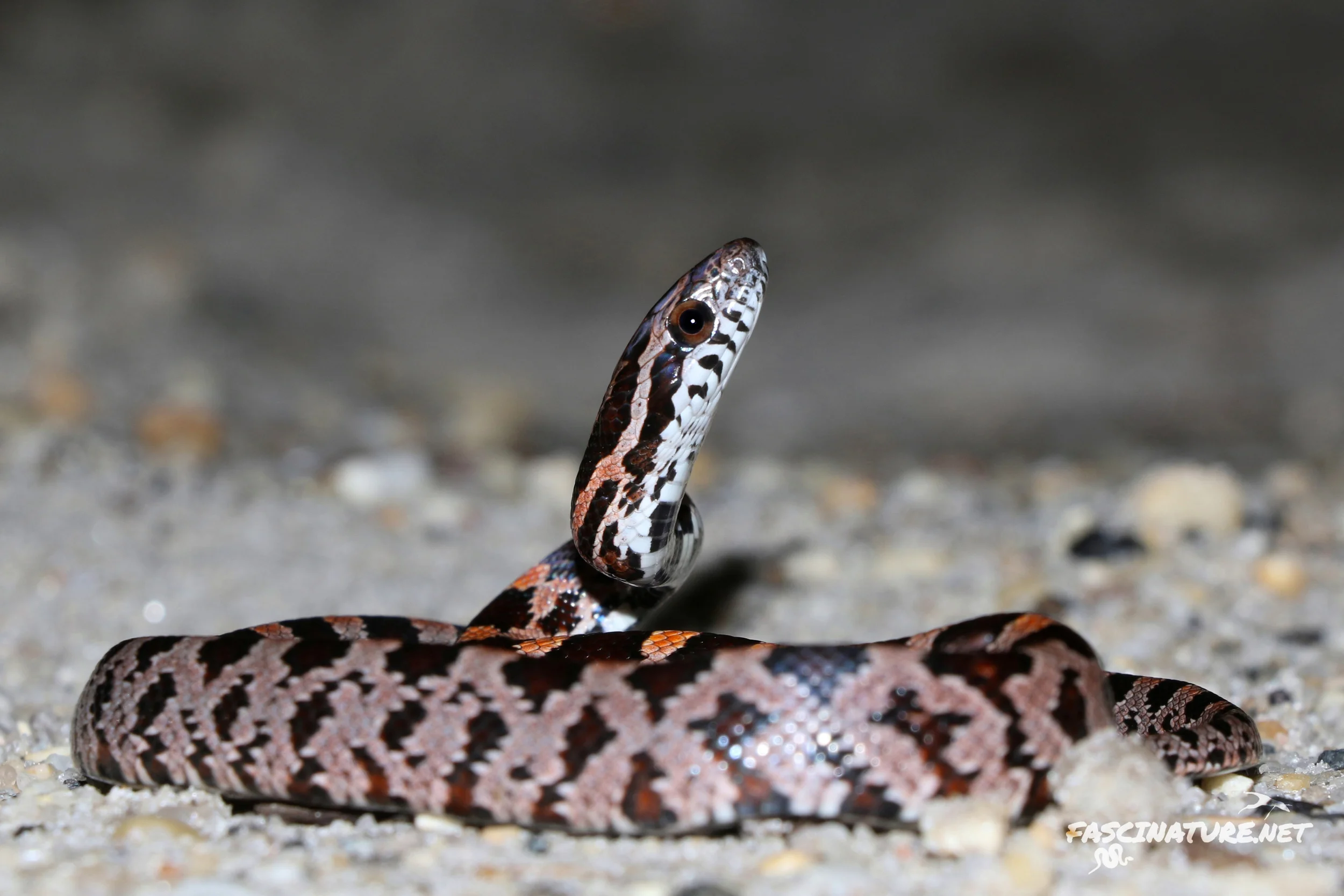 Red Cornsnake