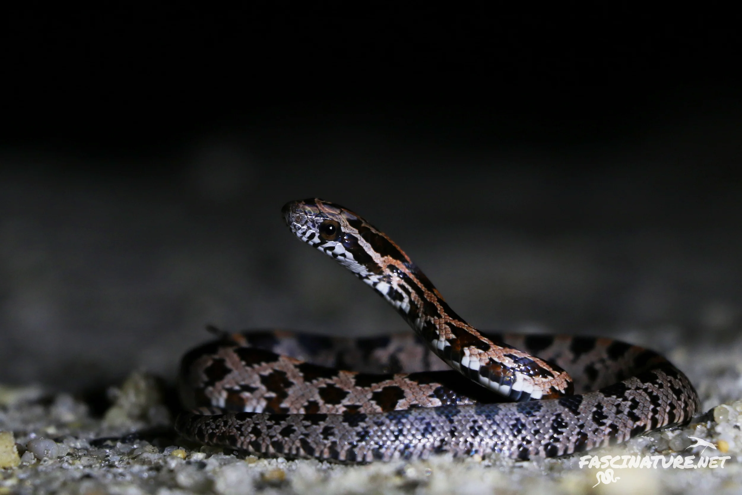 Red Cornsnake
