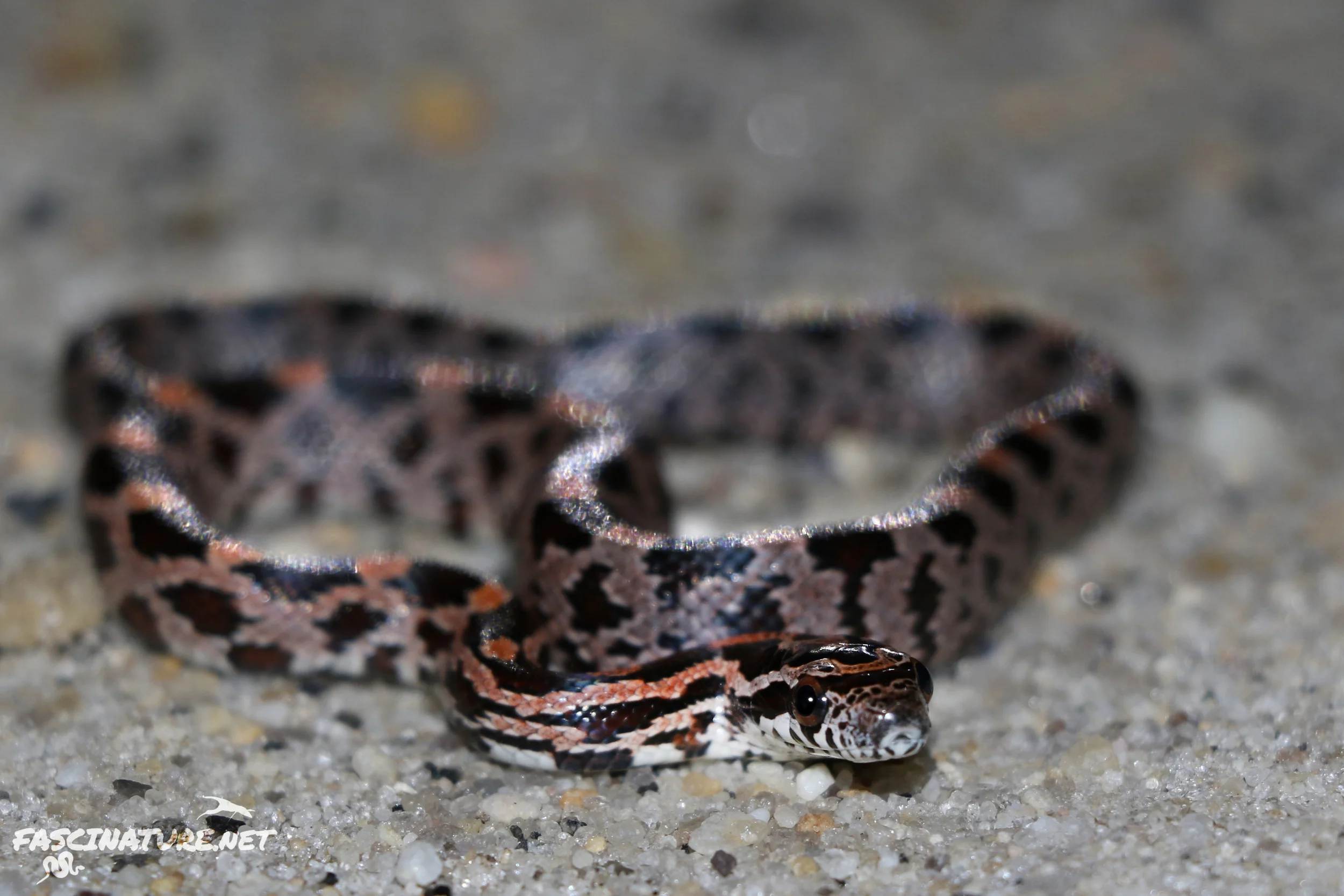 Red Cornsnake (for the bokeh fans)
