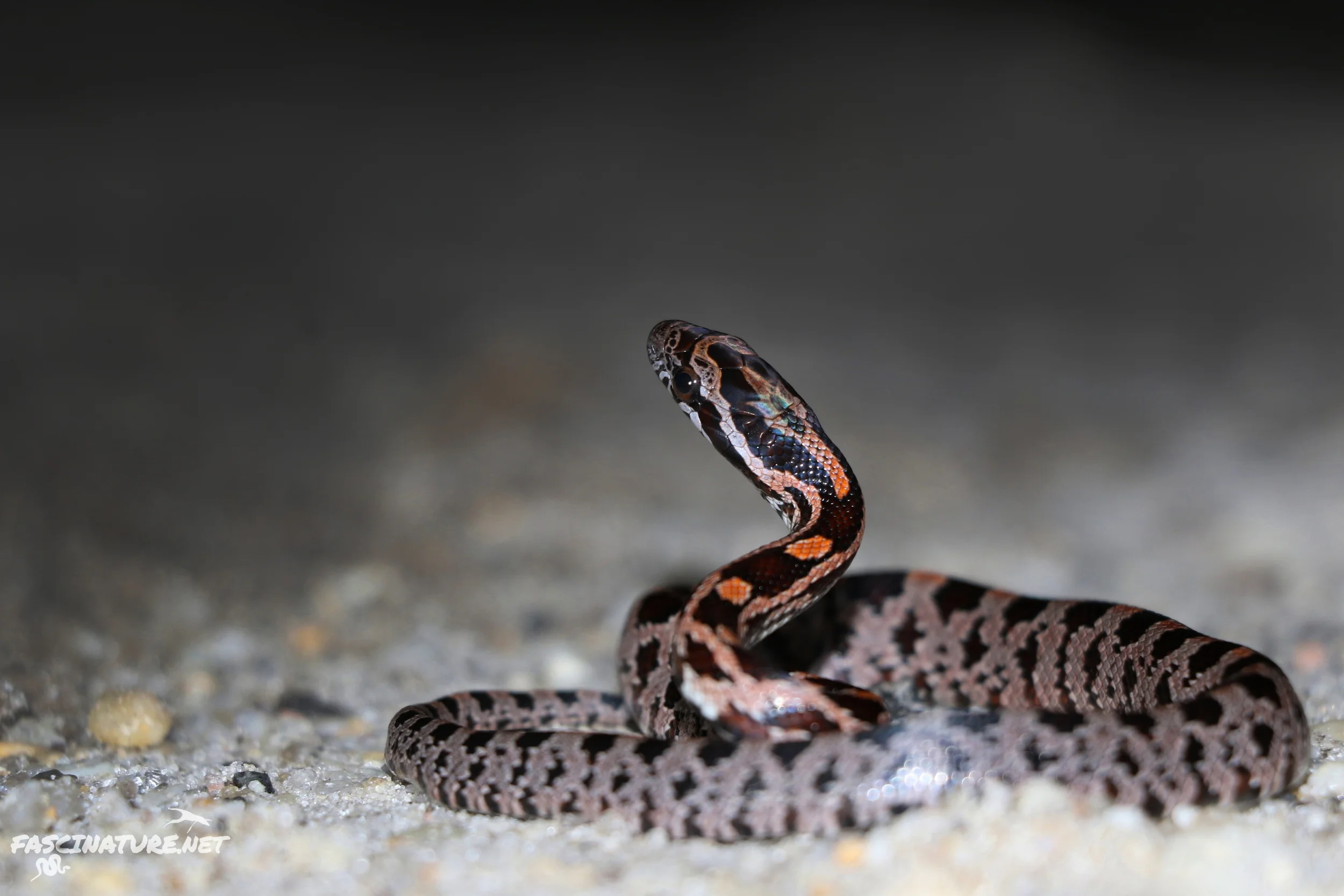 Red Cornsnake