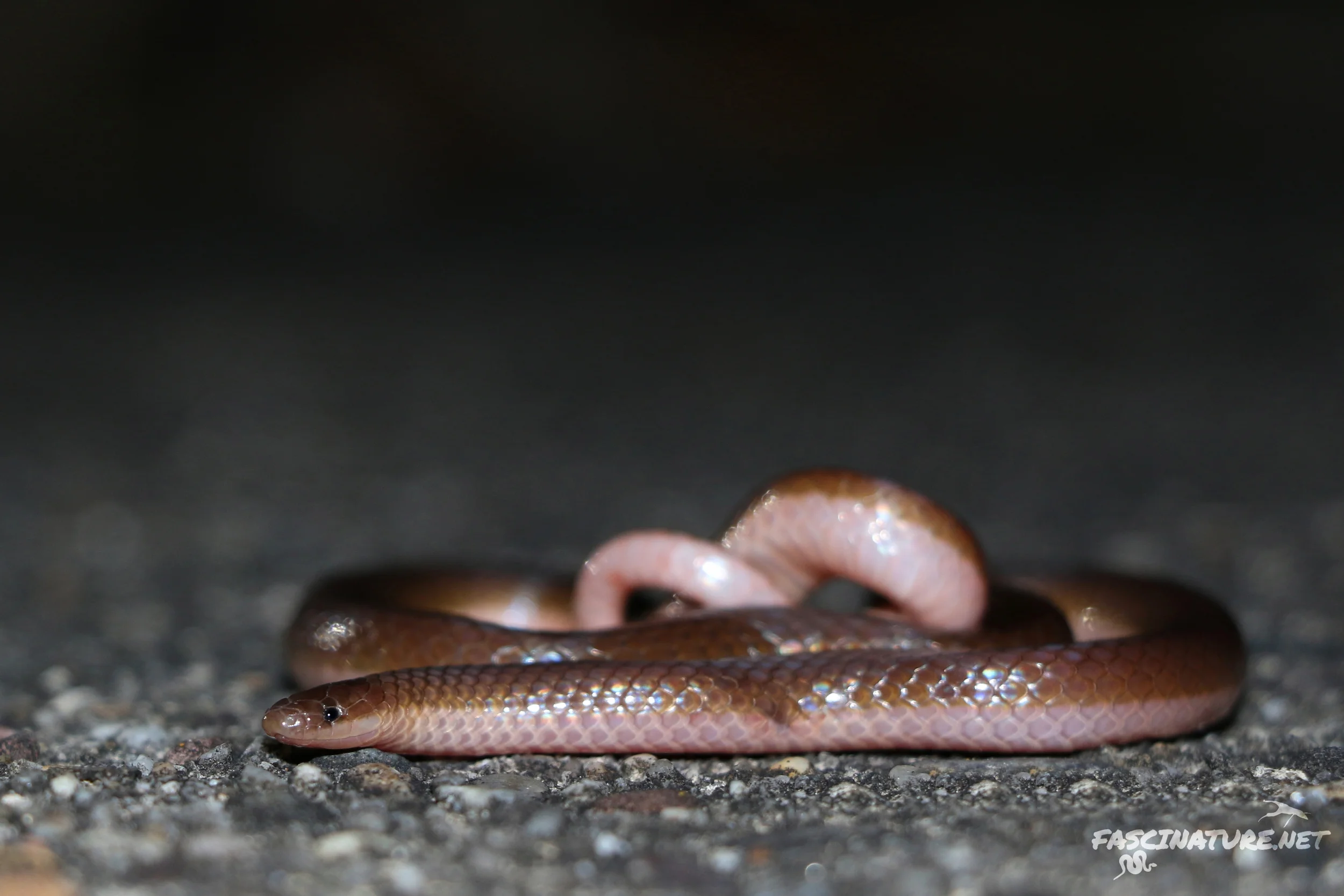 Eastern Wormsnake