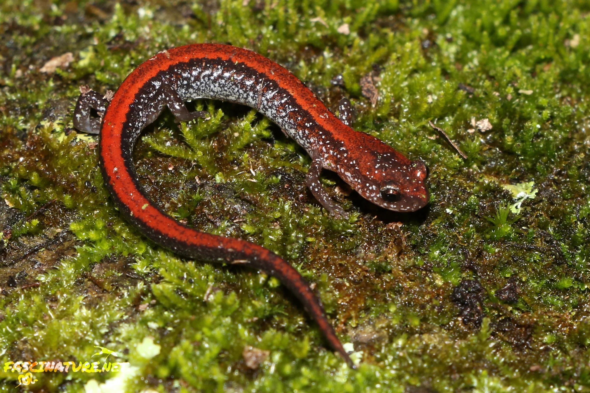 Eastern Red-backed Salamander