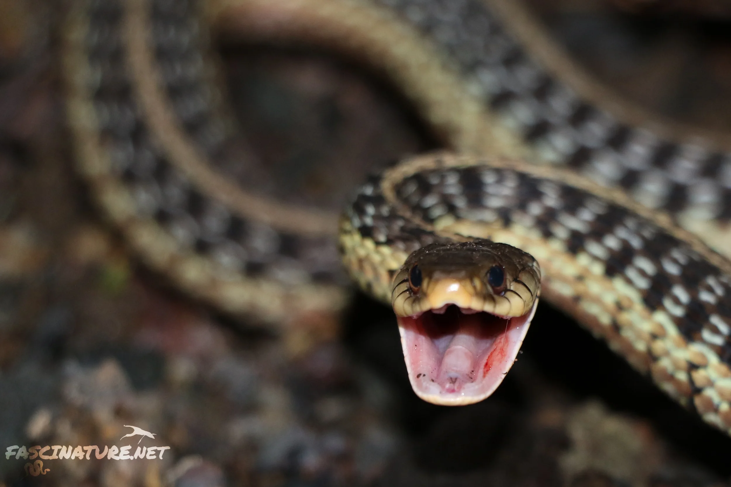 Annoyed Eastern Gartersnake