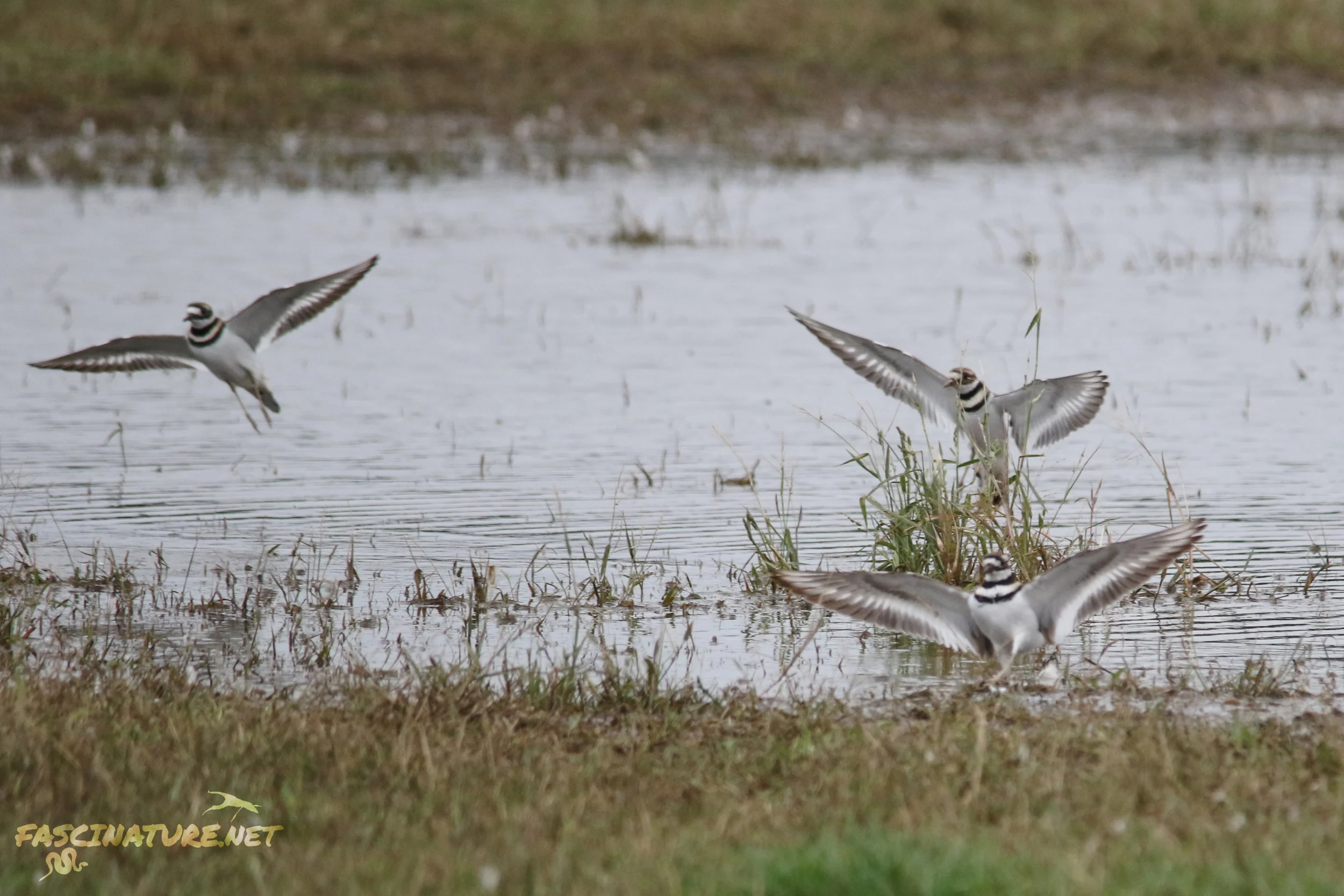 Killdeer while striking out on a Red-necked Phalarope