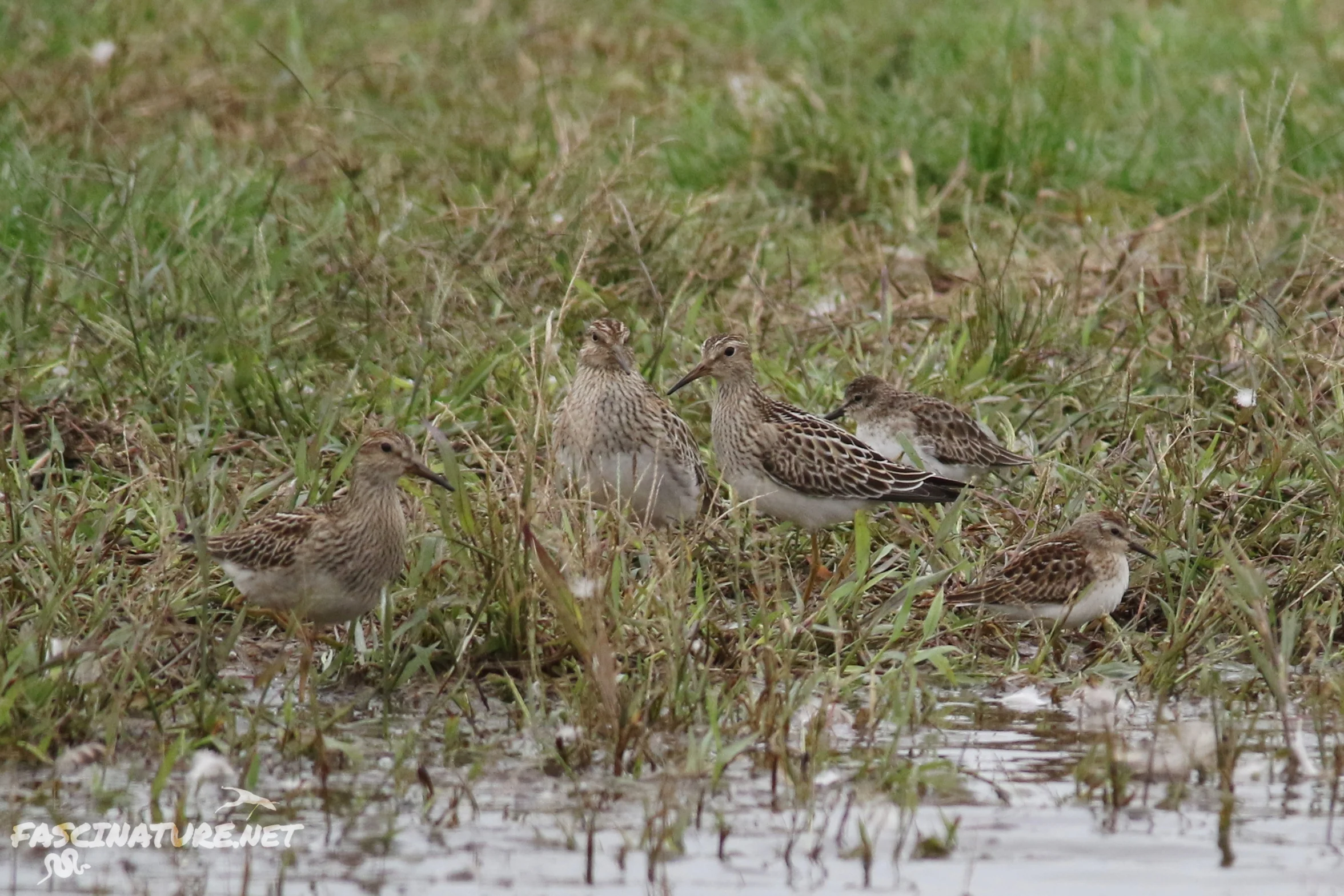 Pectoral and Least Sandpipers