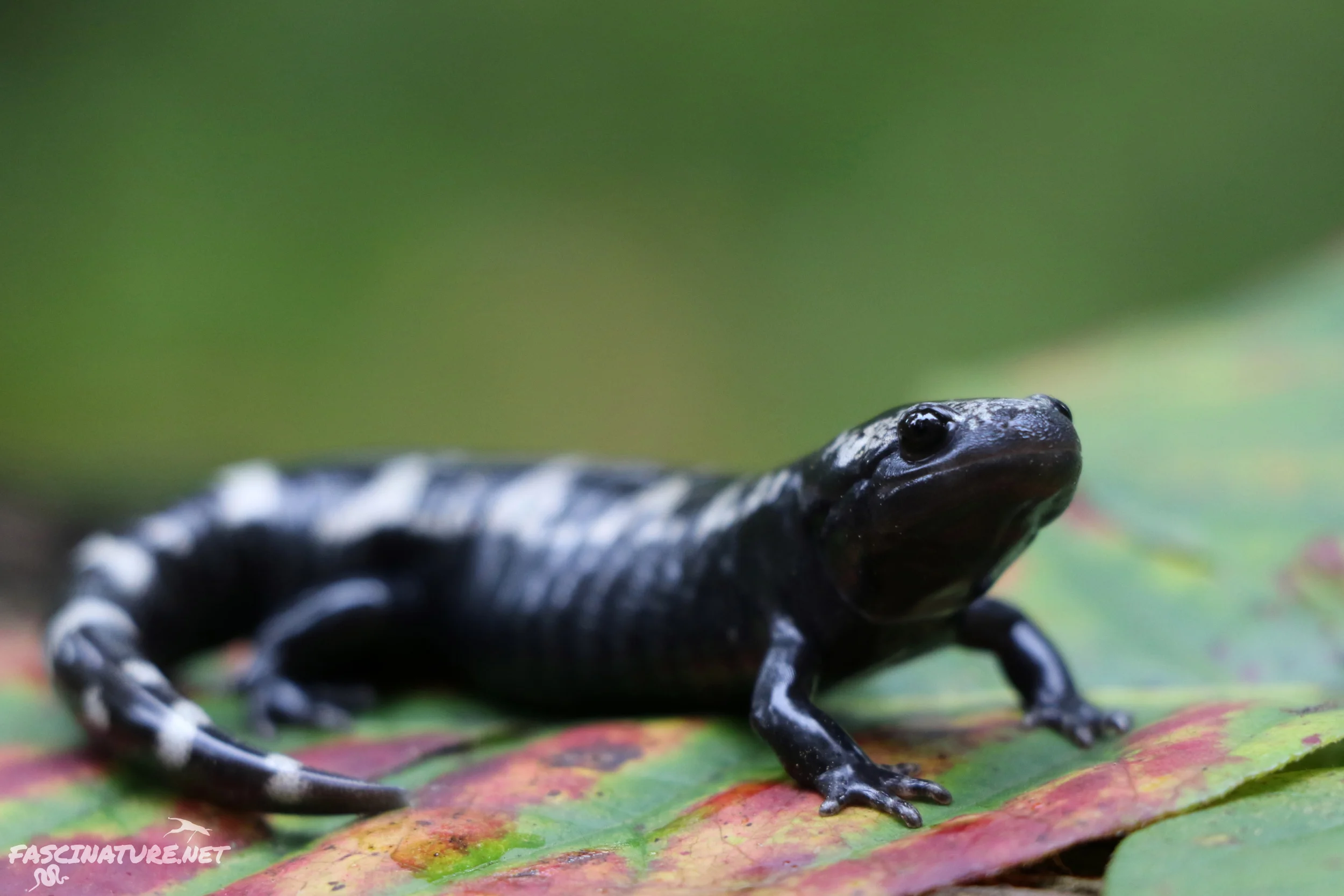 Marbled Salamander