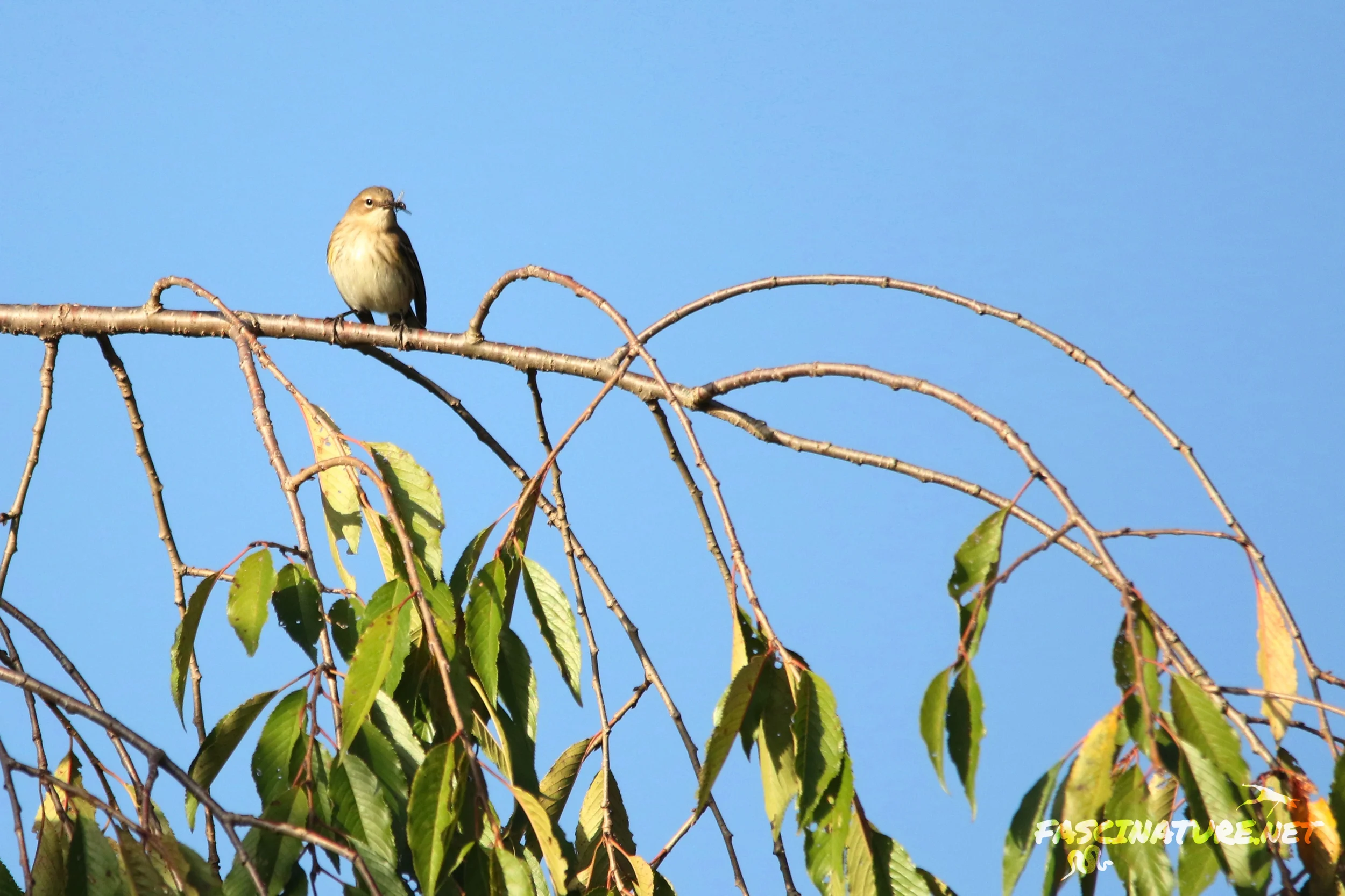 Yellow-rumped Warbler with meal