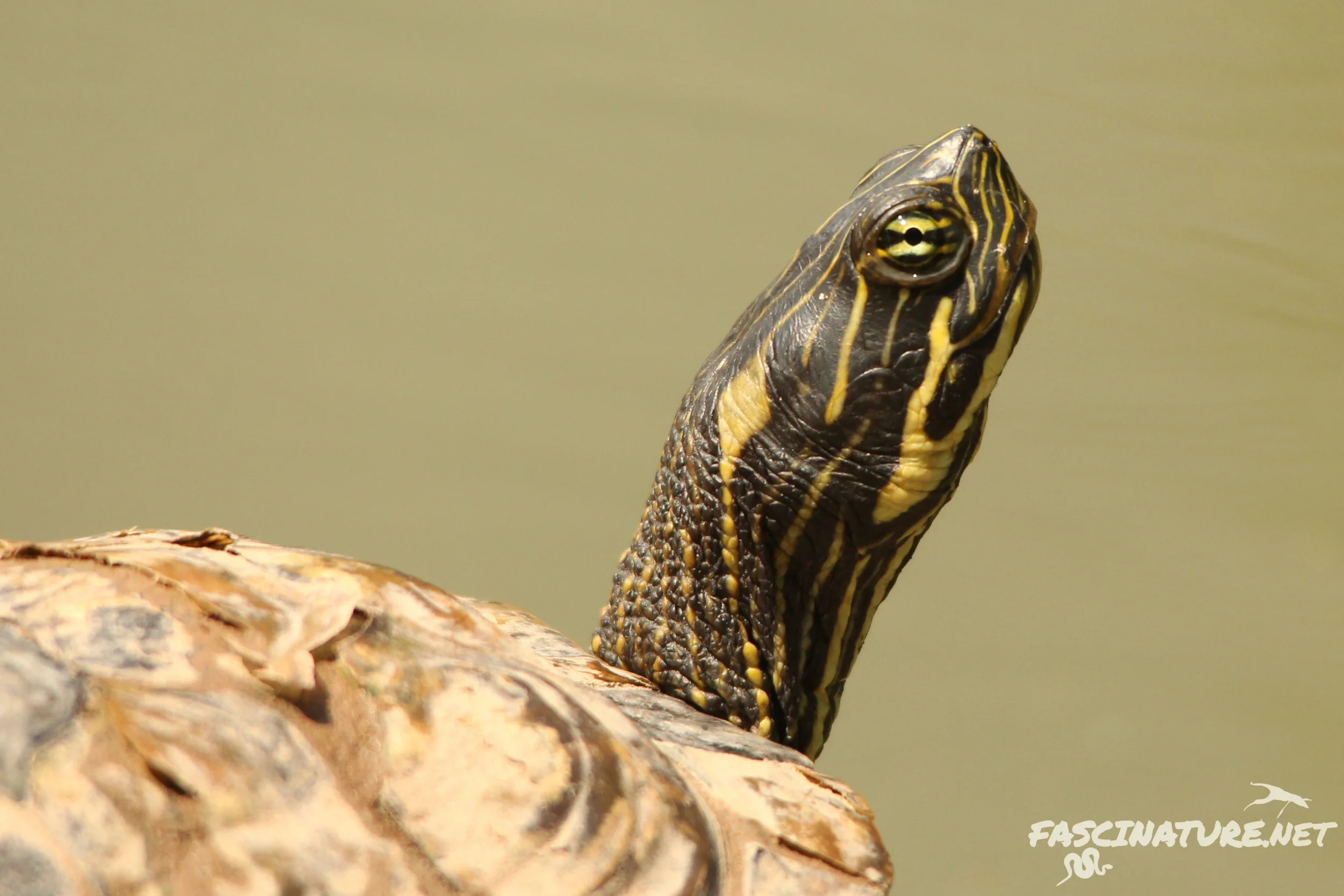 Eastern River Cooter