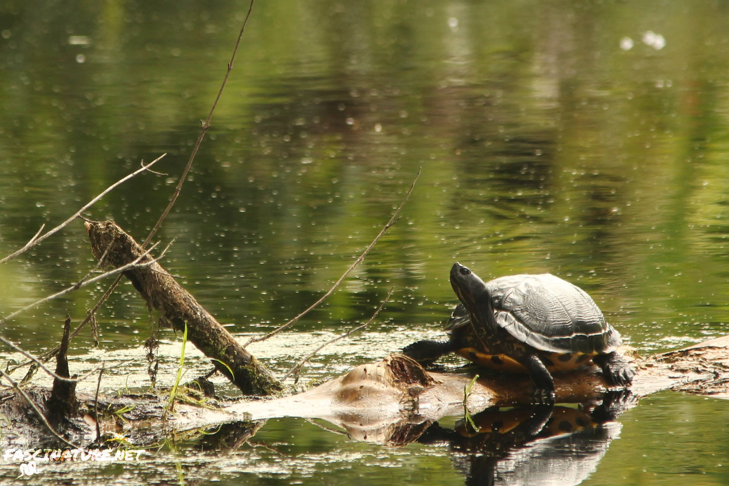 Yellow-bellied Slider