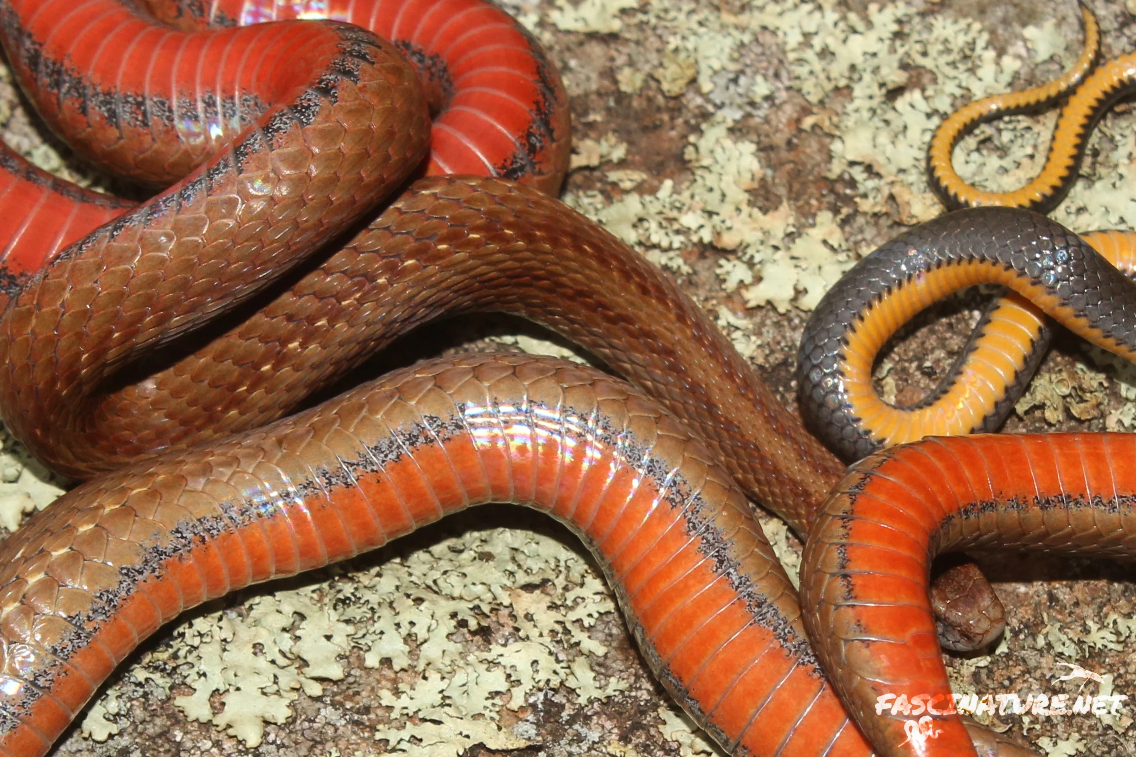 Snake Collage