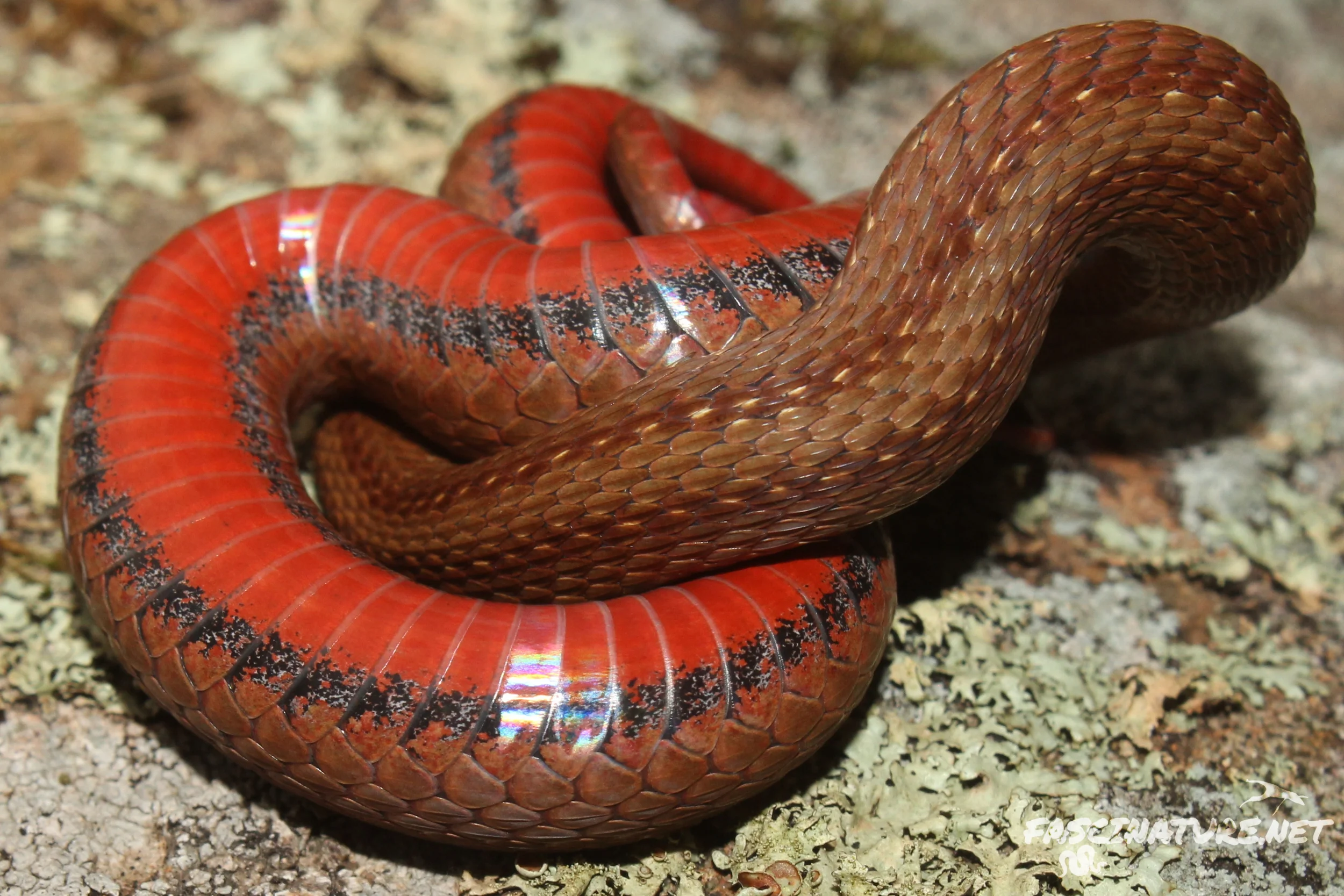 Northern Red-bellied Snake