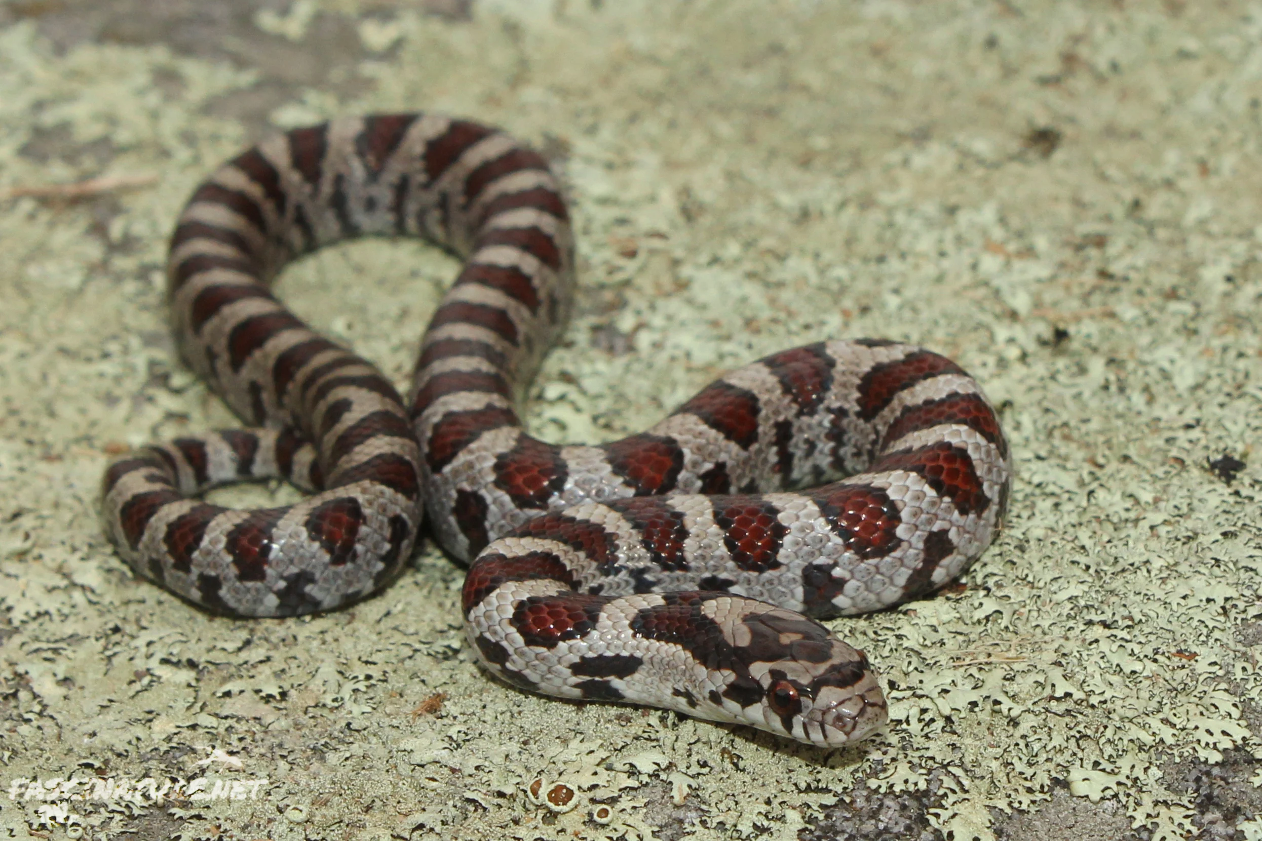 Eastern Milksnake