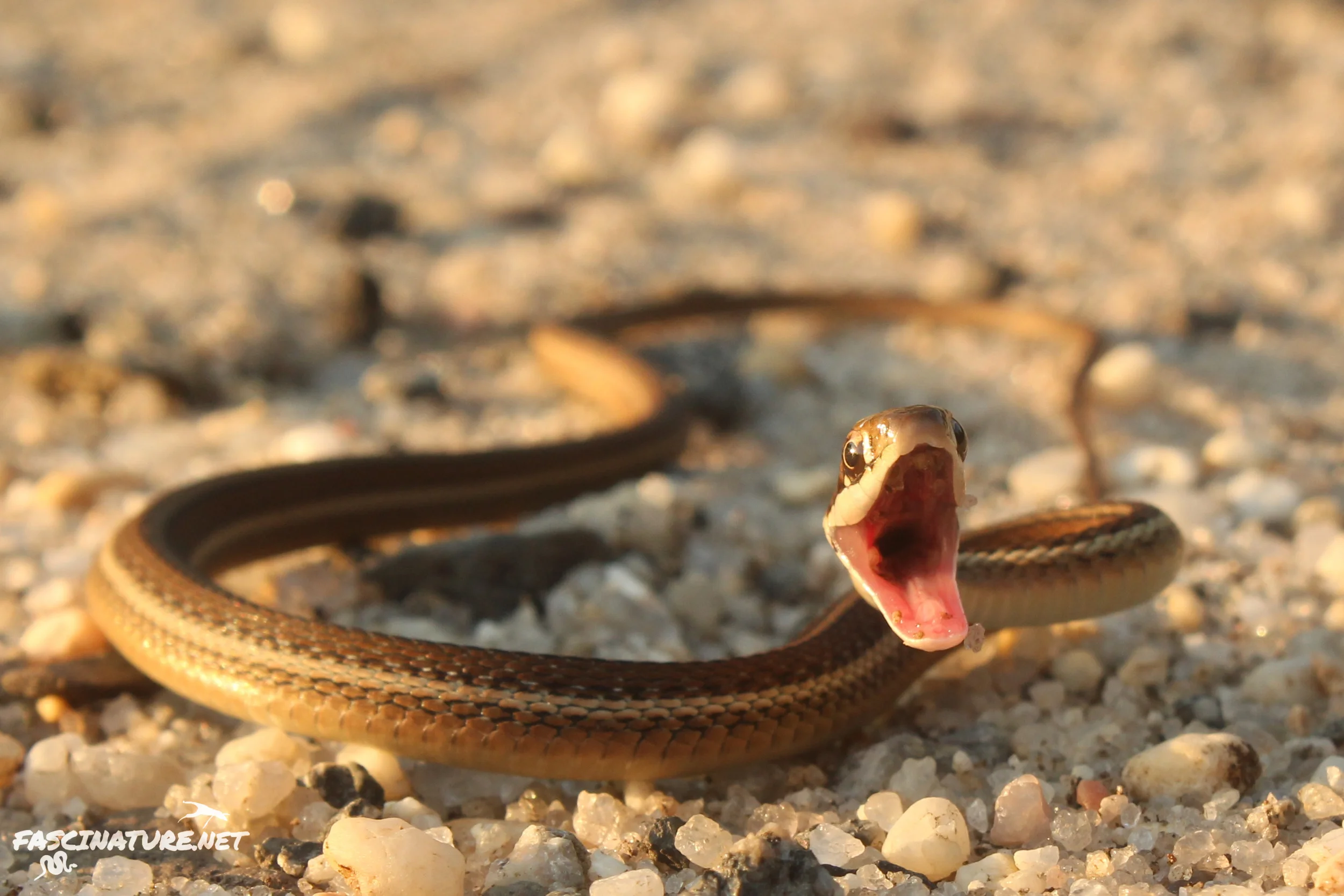 Eastern Ribbonsnake