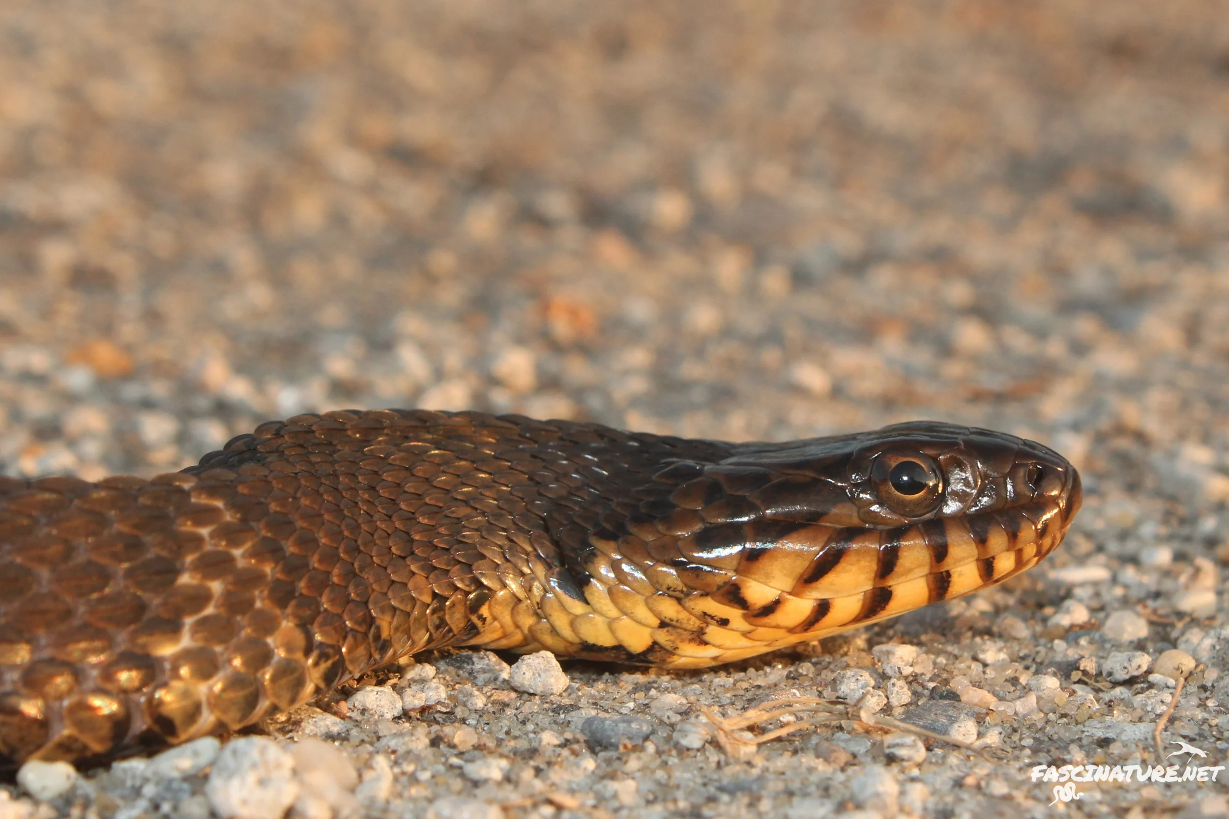Banded Watersnake