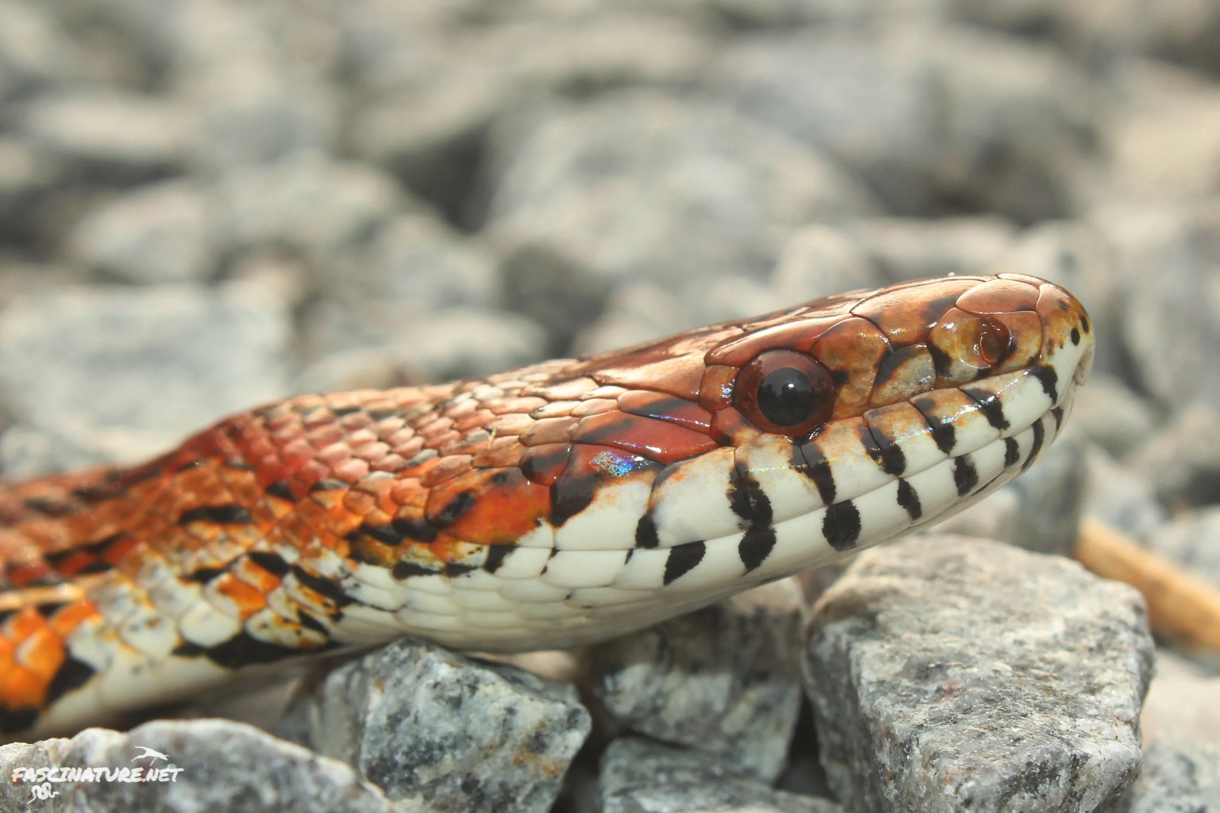 Red Cornsnake