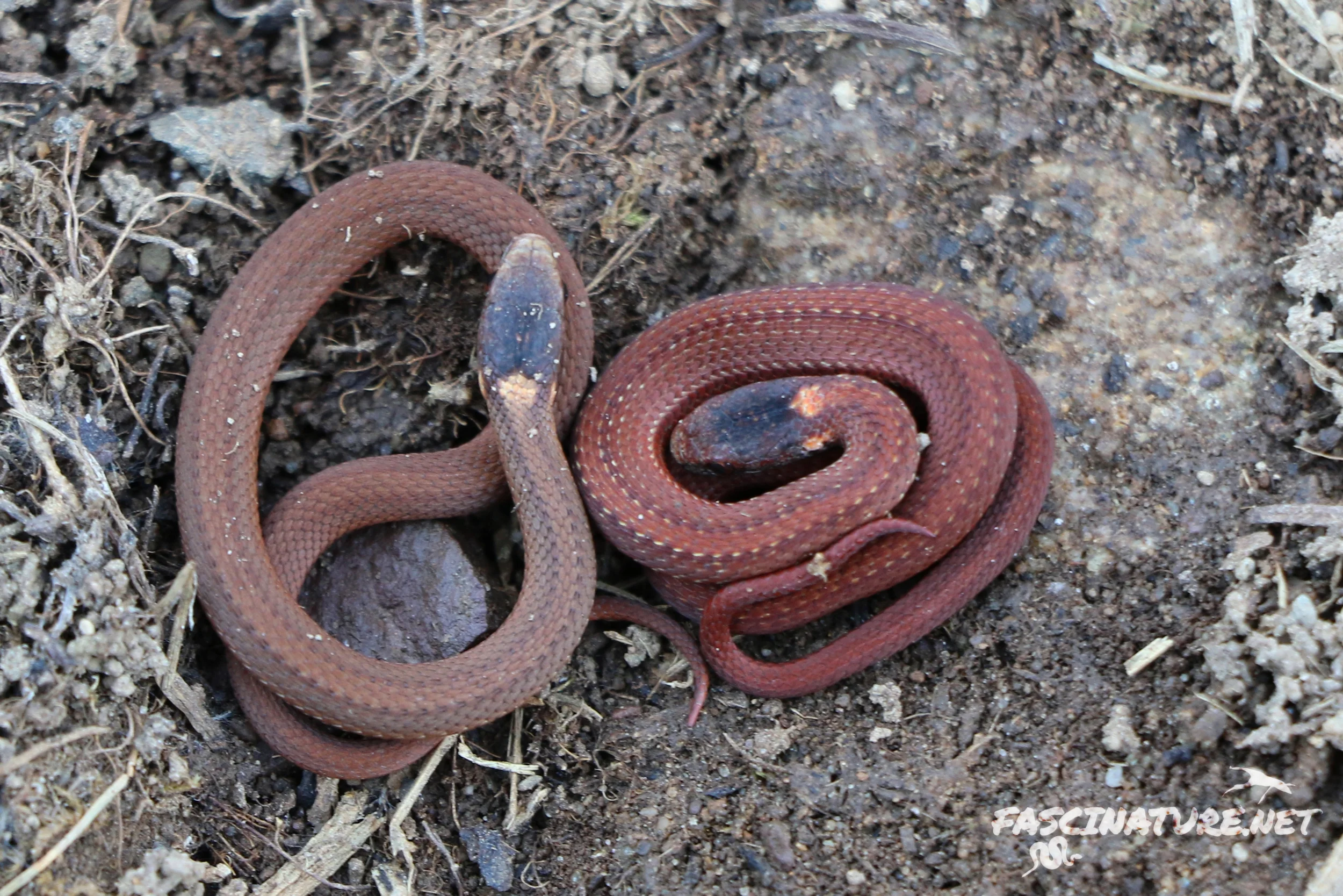 Neonate Northern Red-bellied Snakes