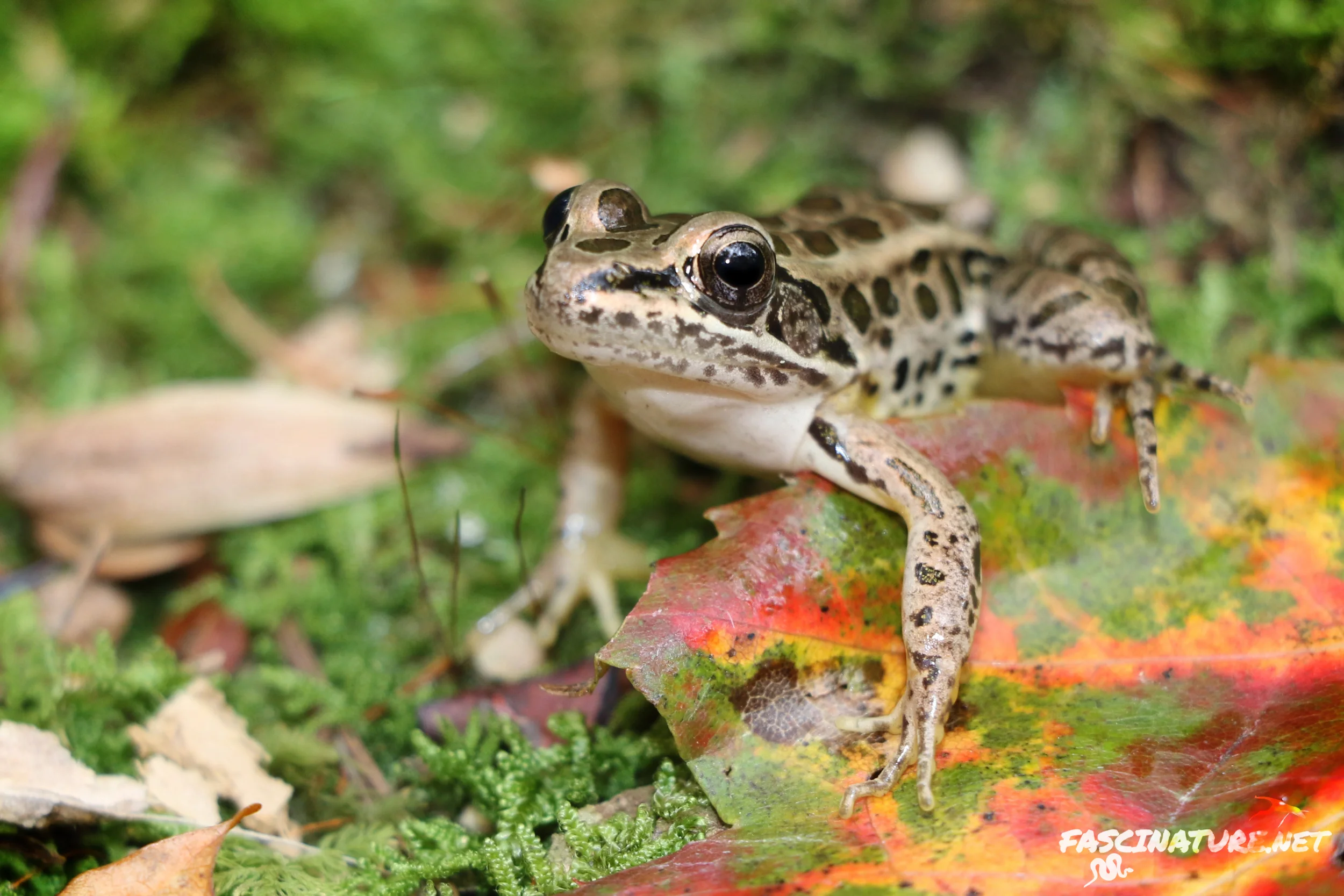 Pickerel Frog