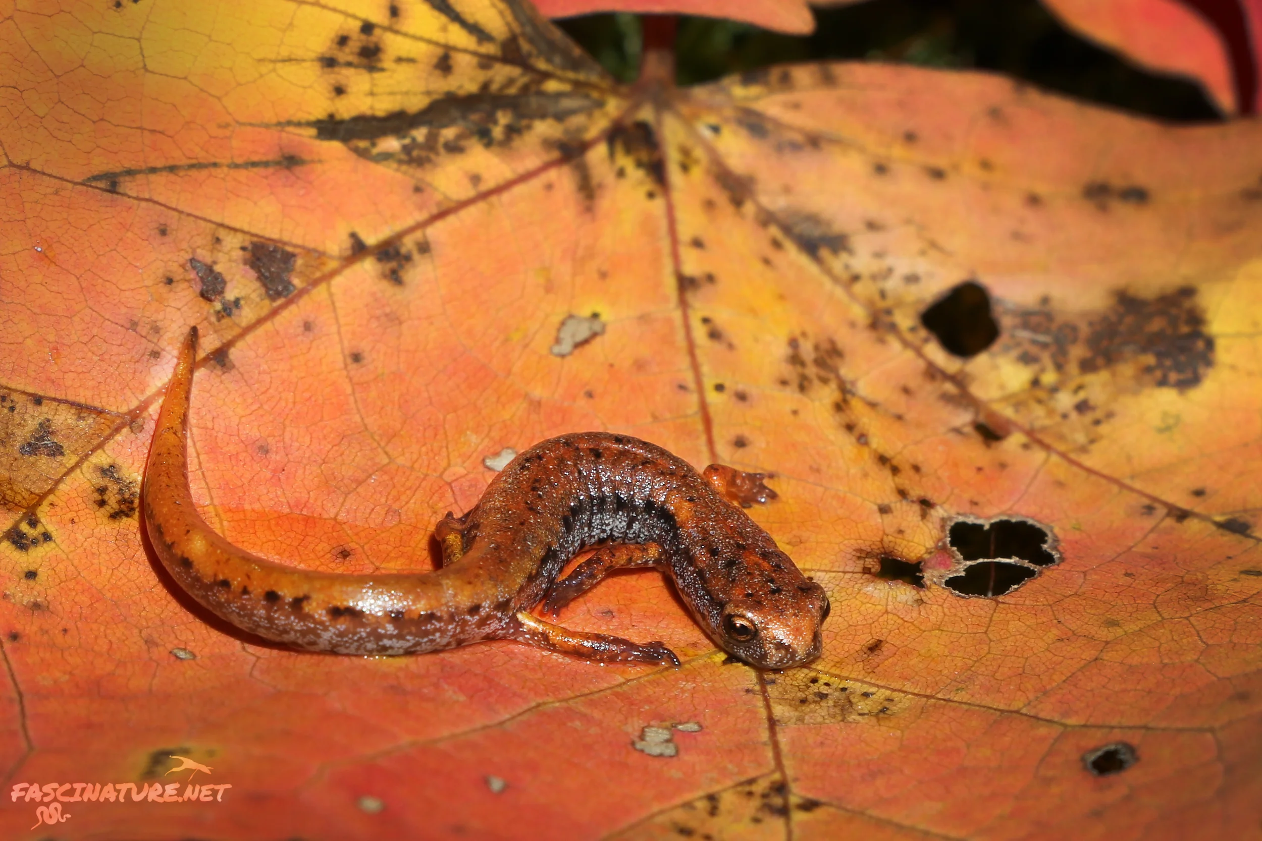 Four-toed Salamander