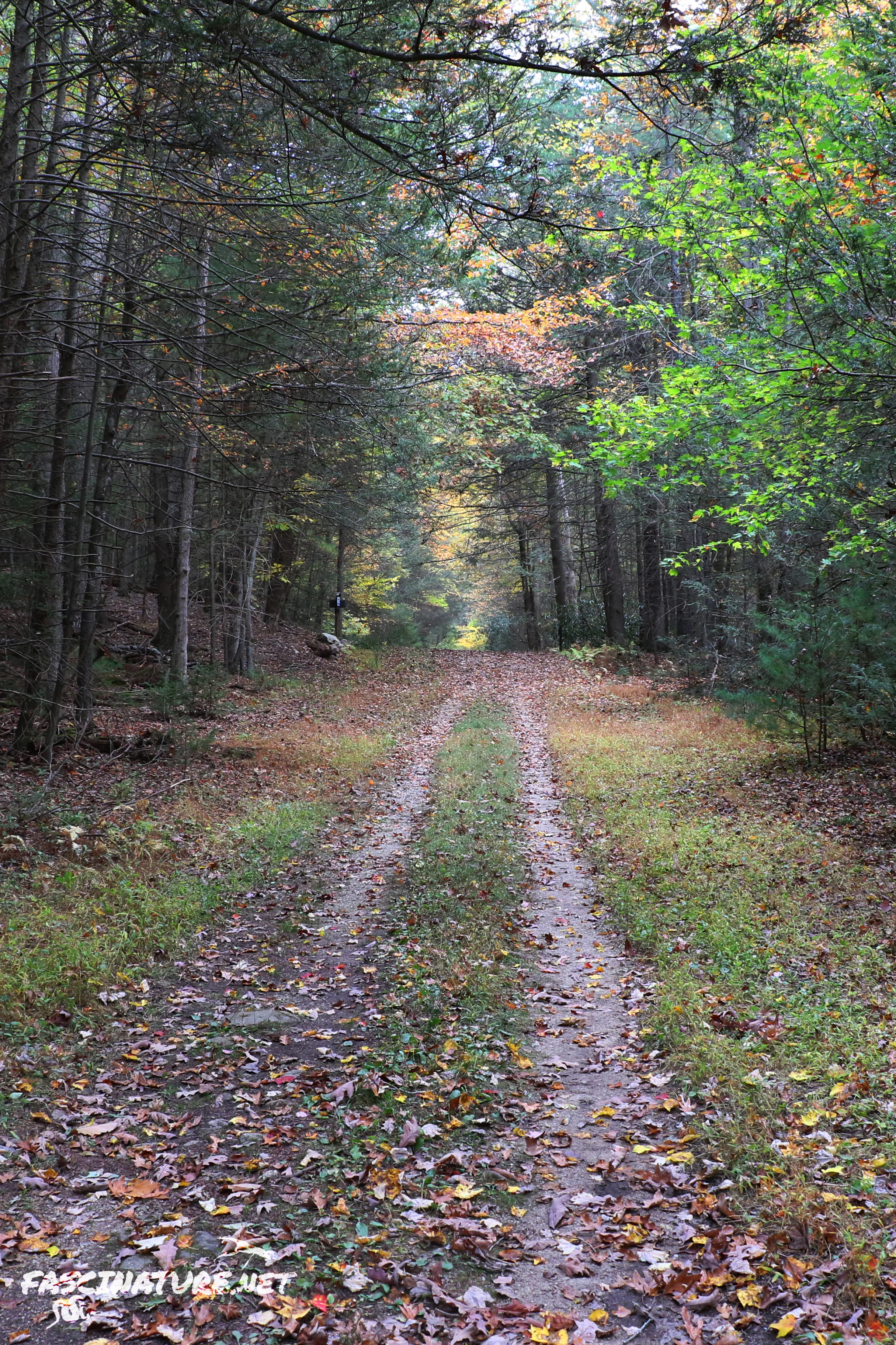 Through the woods