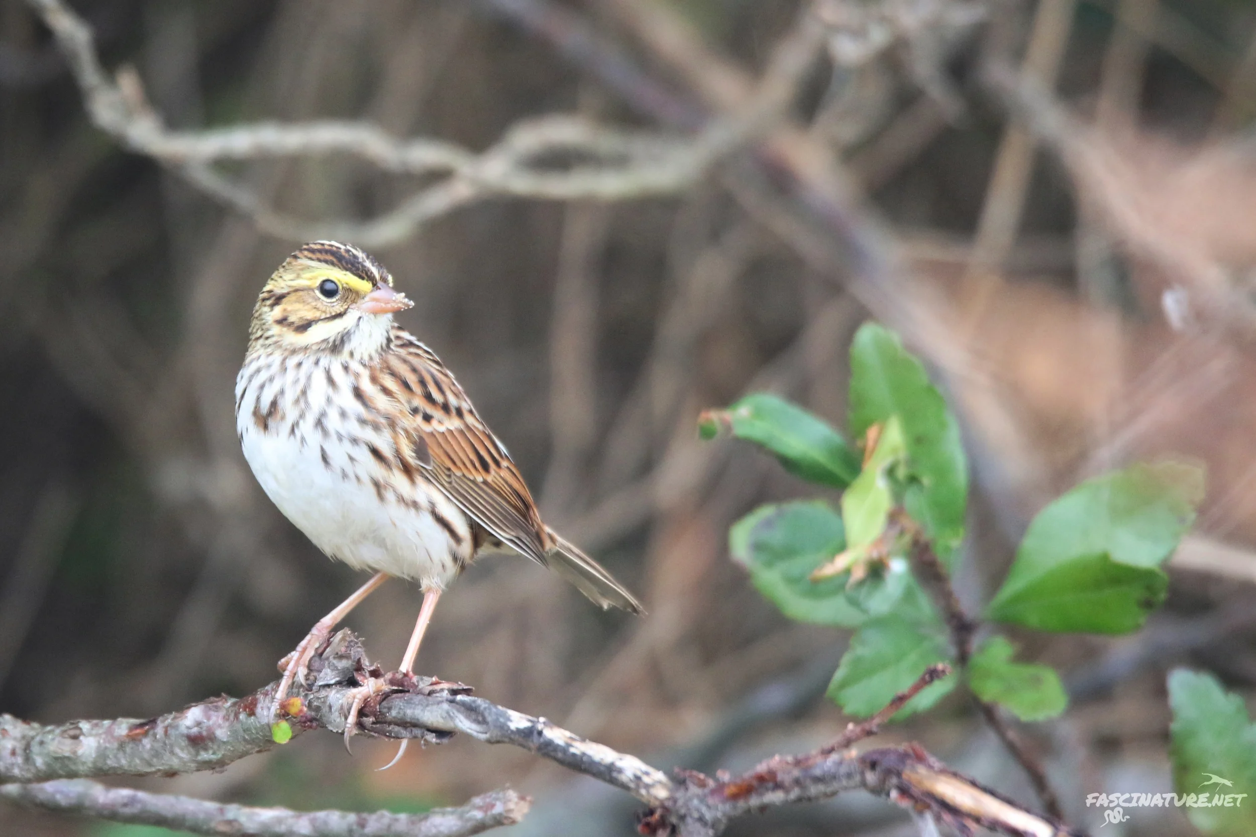 Savannah Sparrow