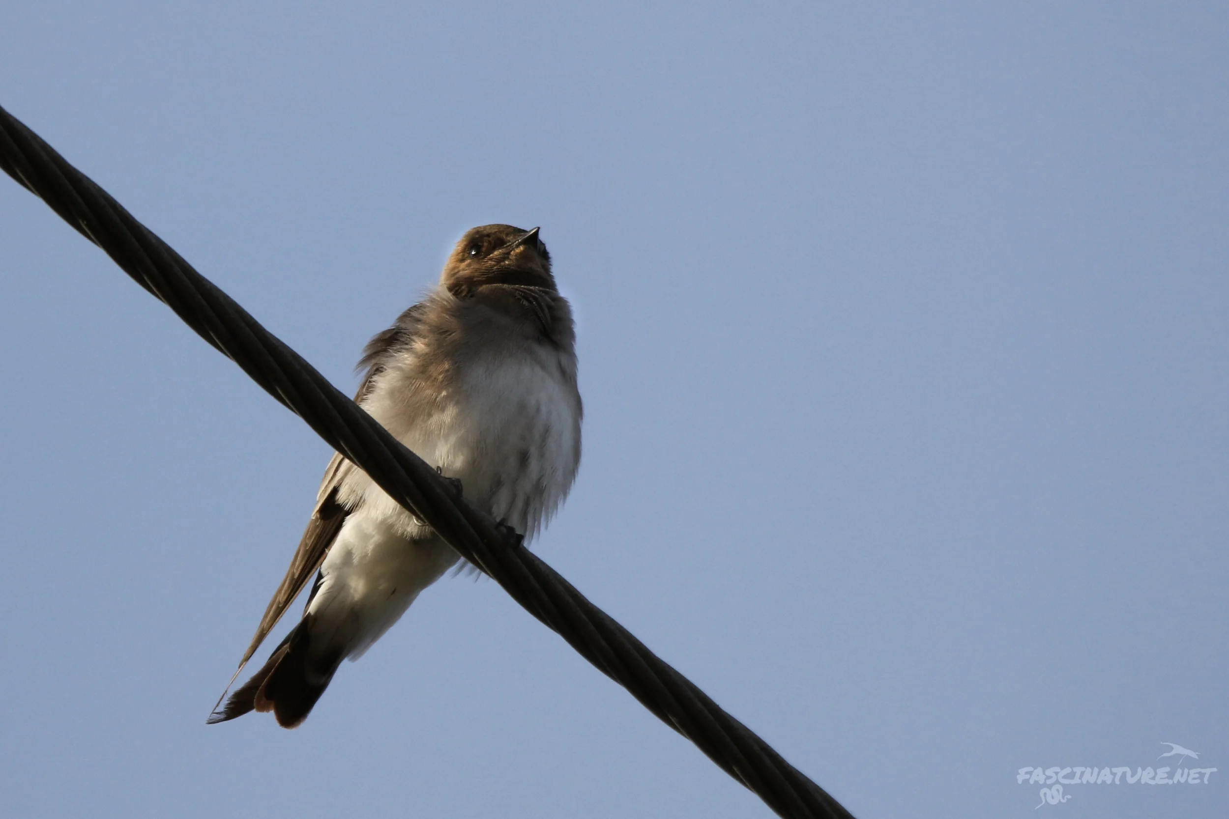 Northern Rough-winged Swallow