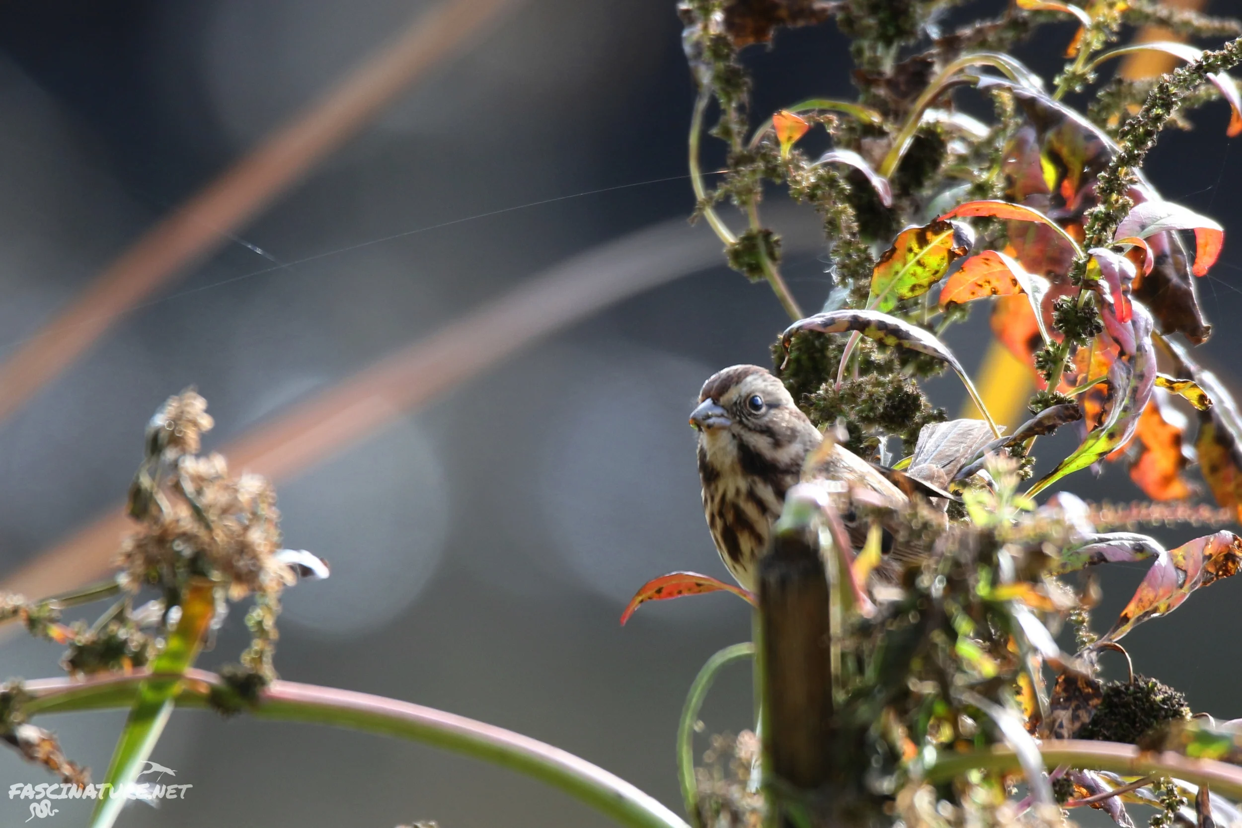 Song Sparrow