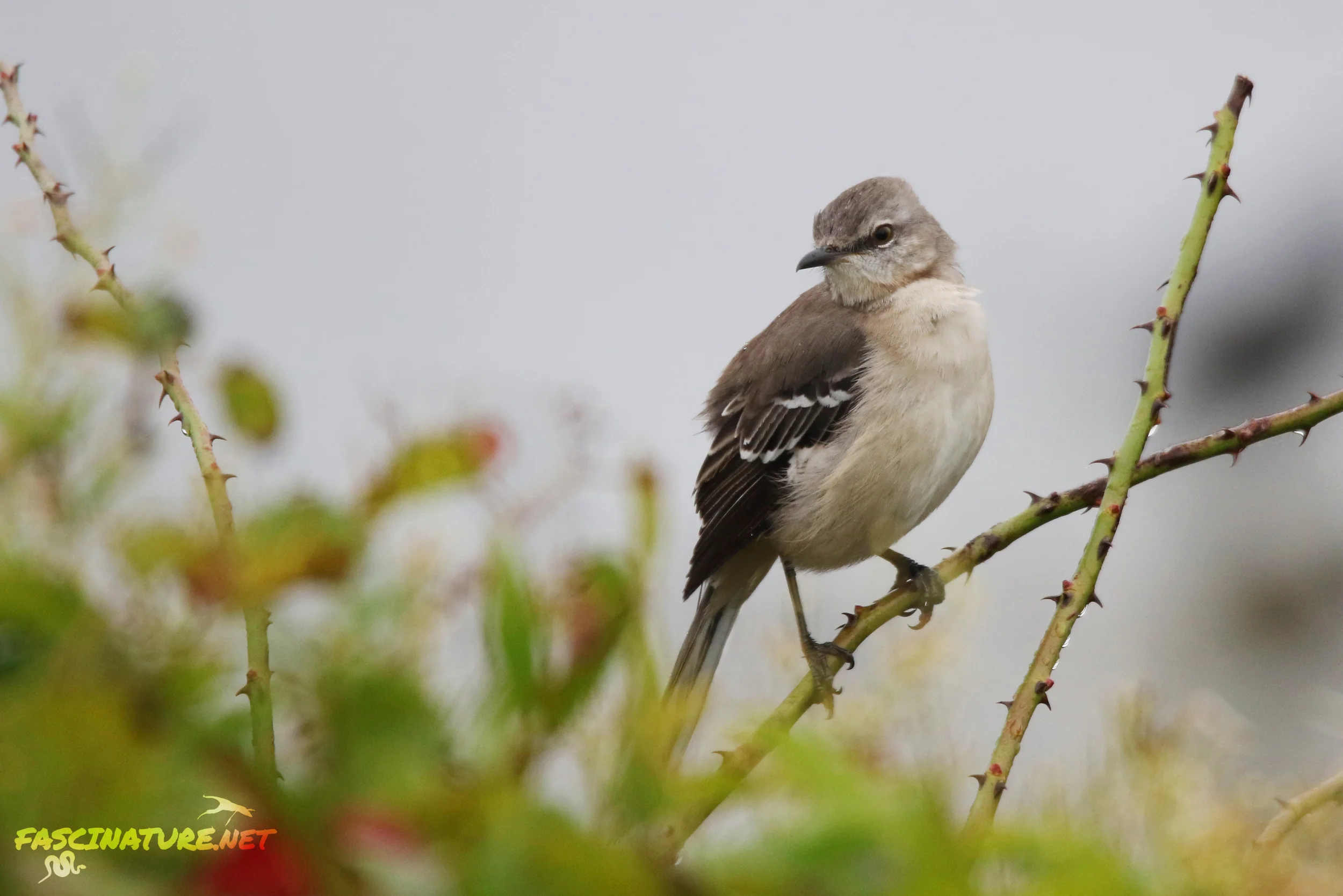 Northern Mockingbird