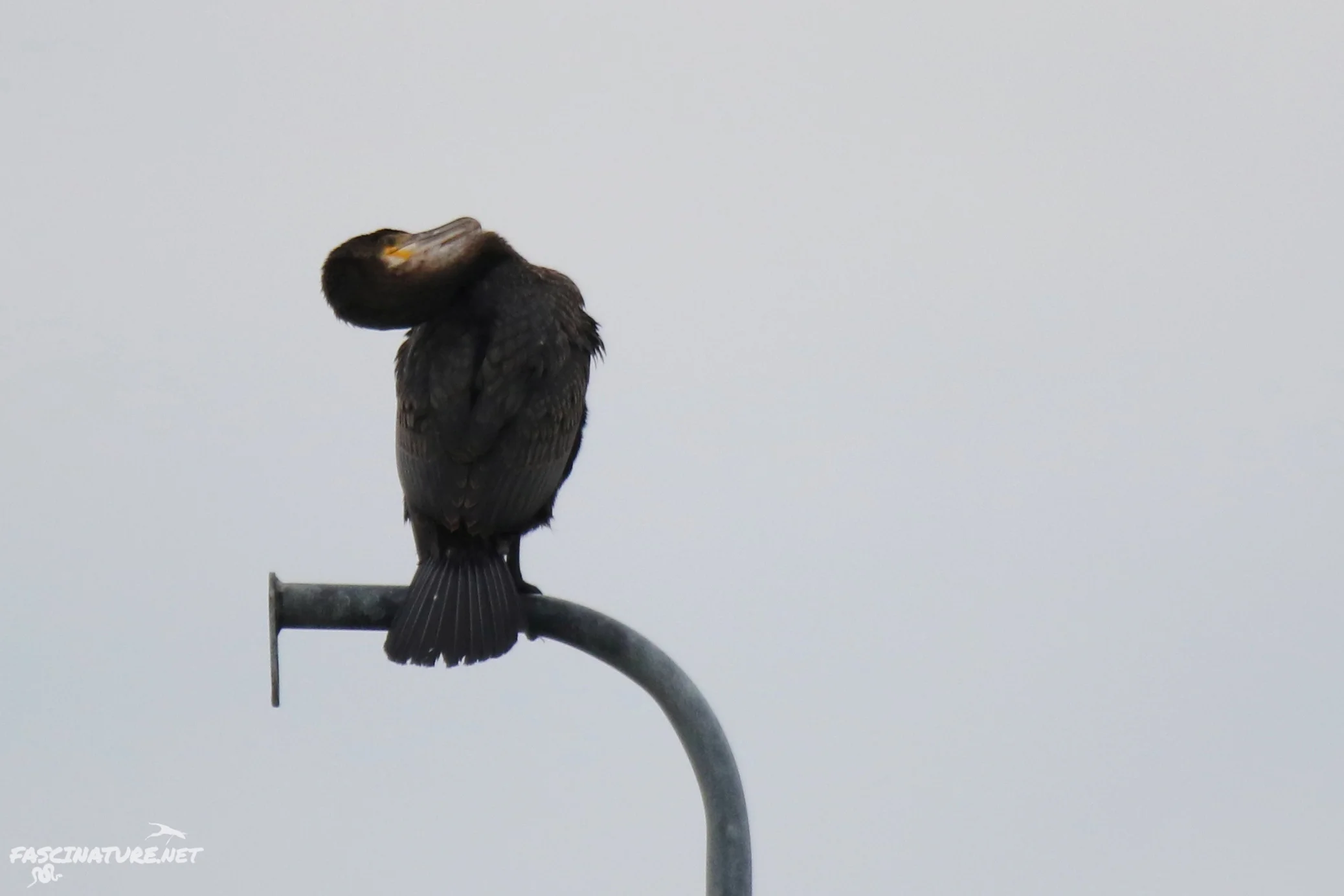 Great Cormorant
