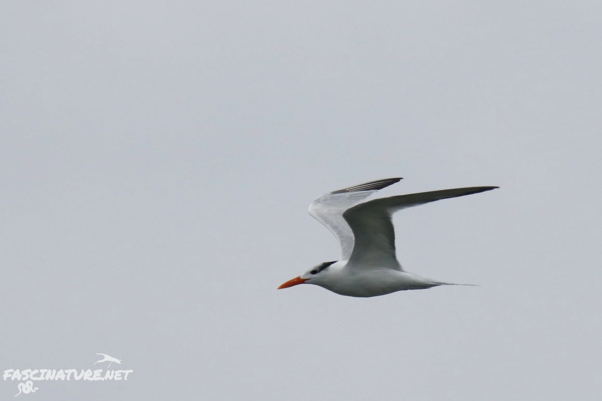 Royal Tern