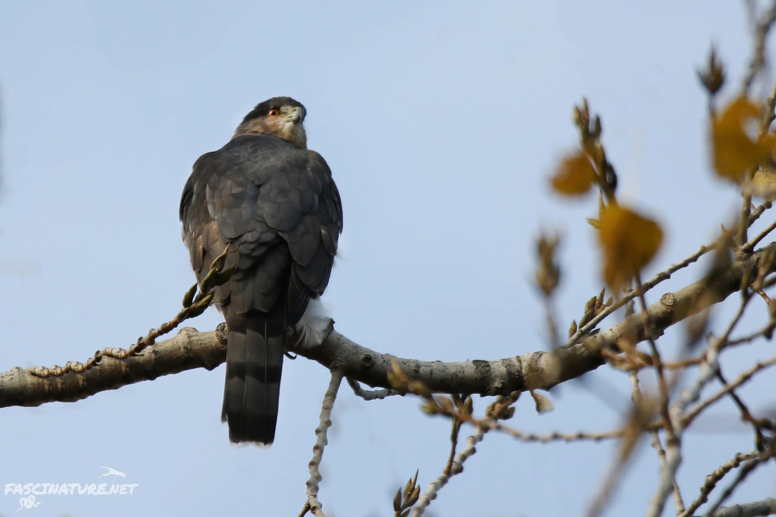 Cooper's Hawk