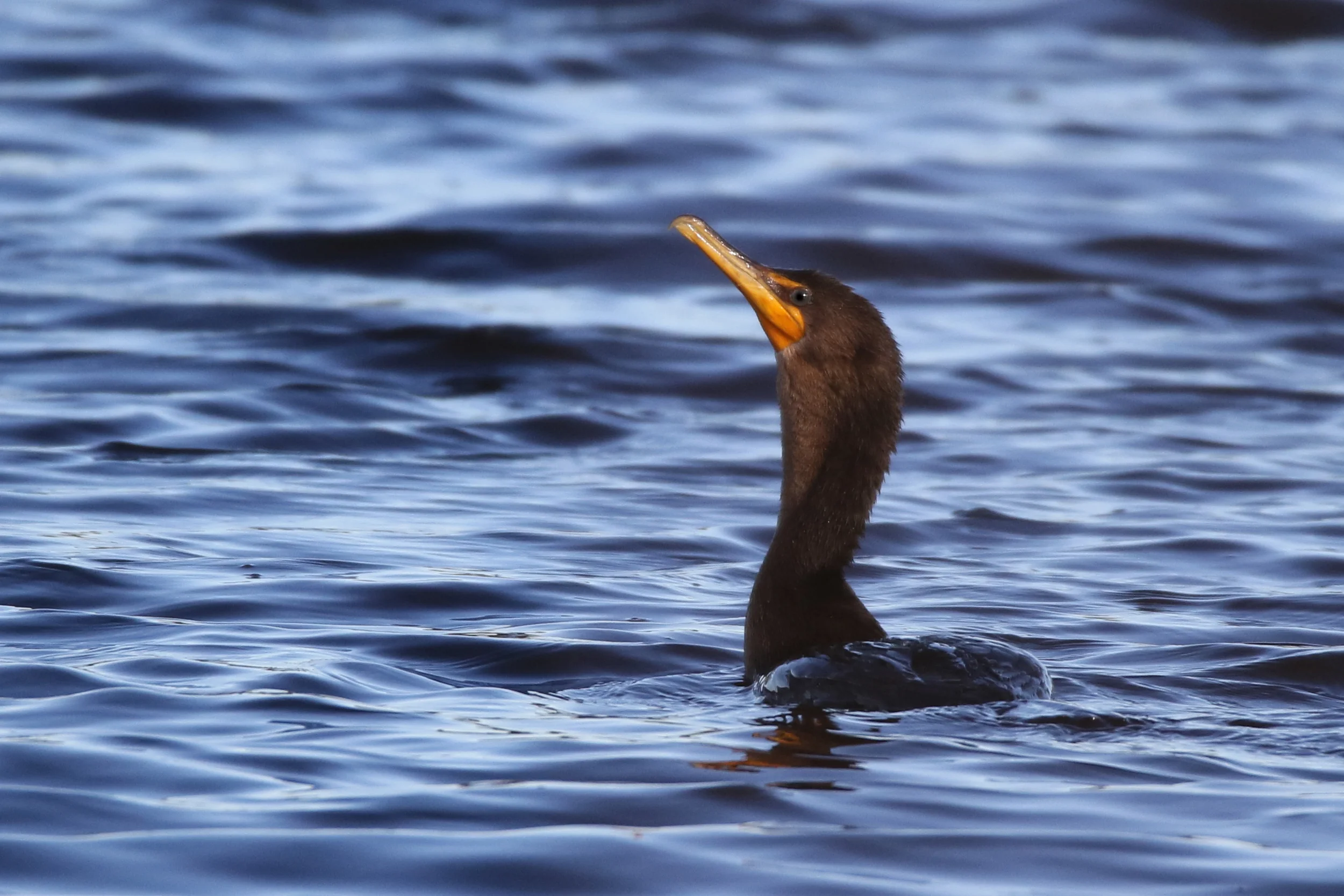Double-crested Cormorant