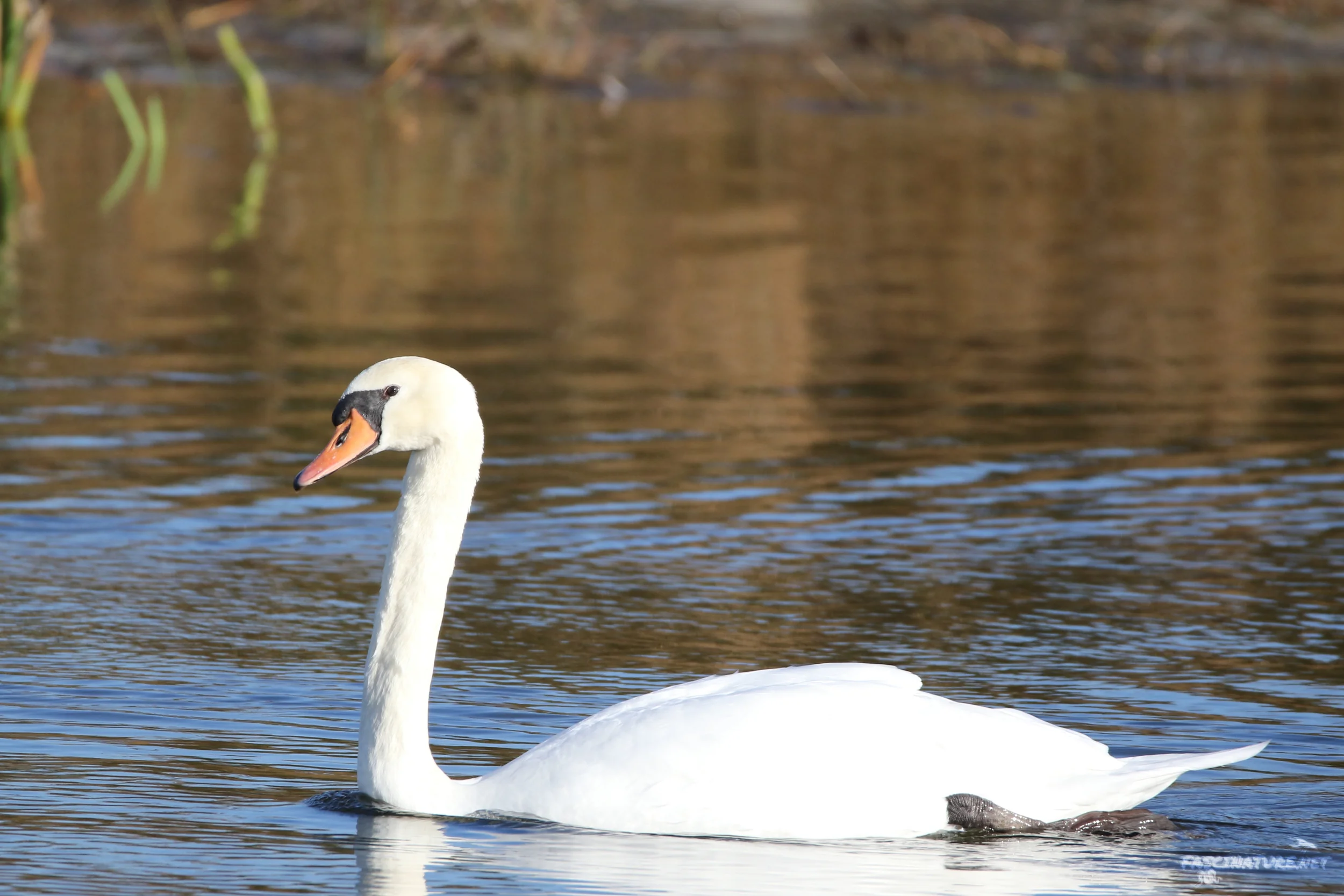 Mute Swan