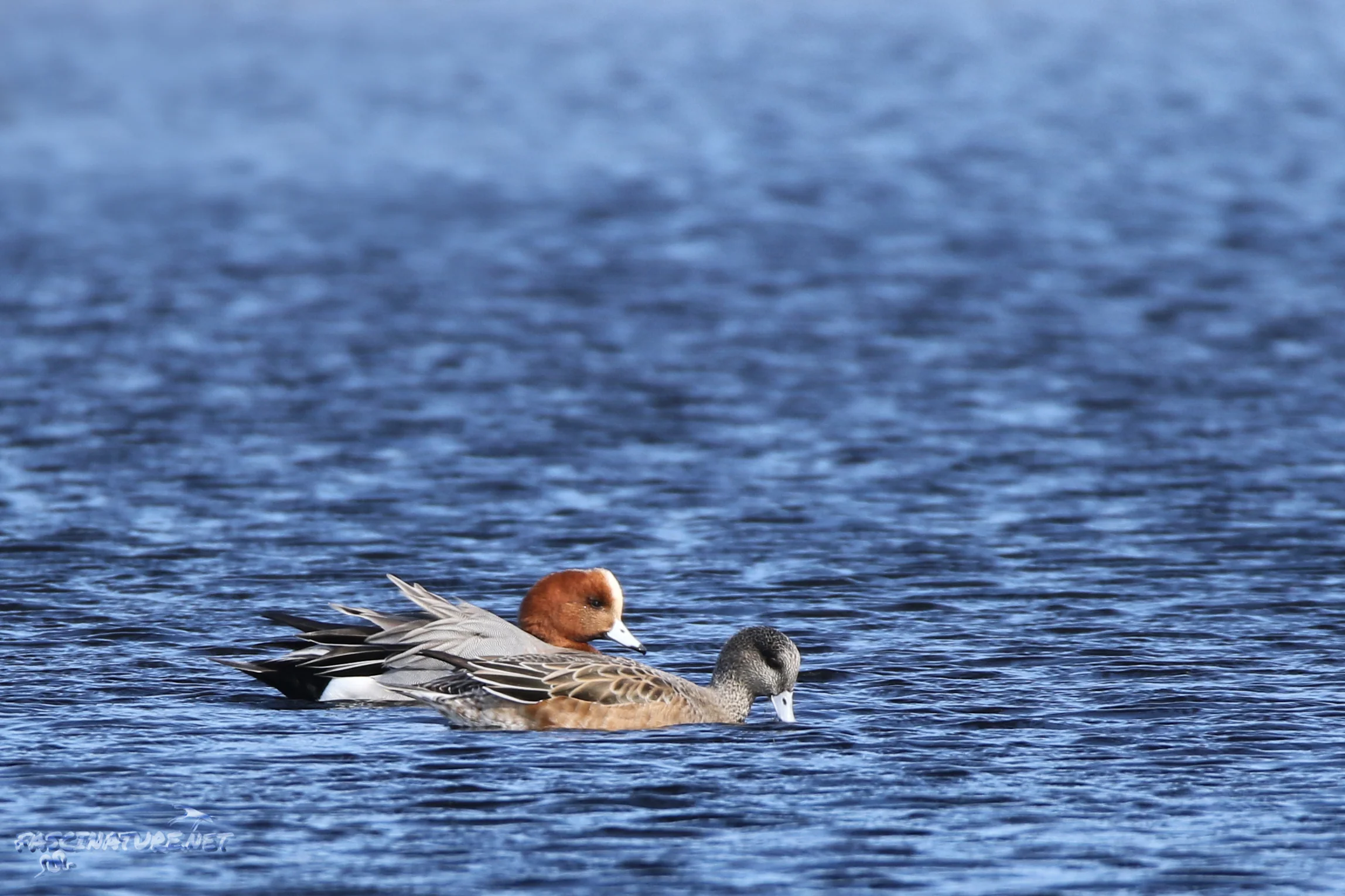 Eurasian Wigeon