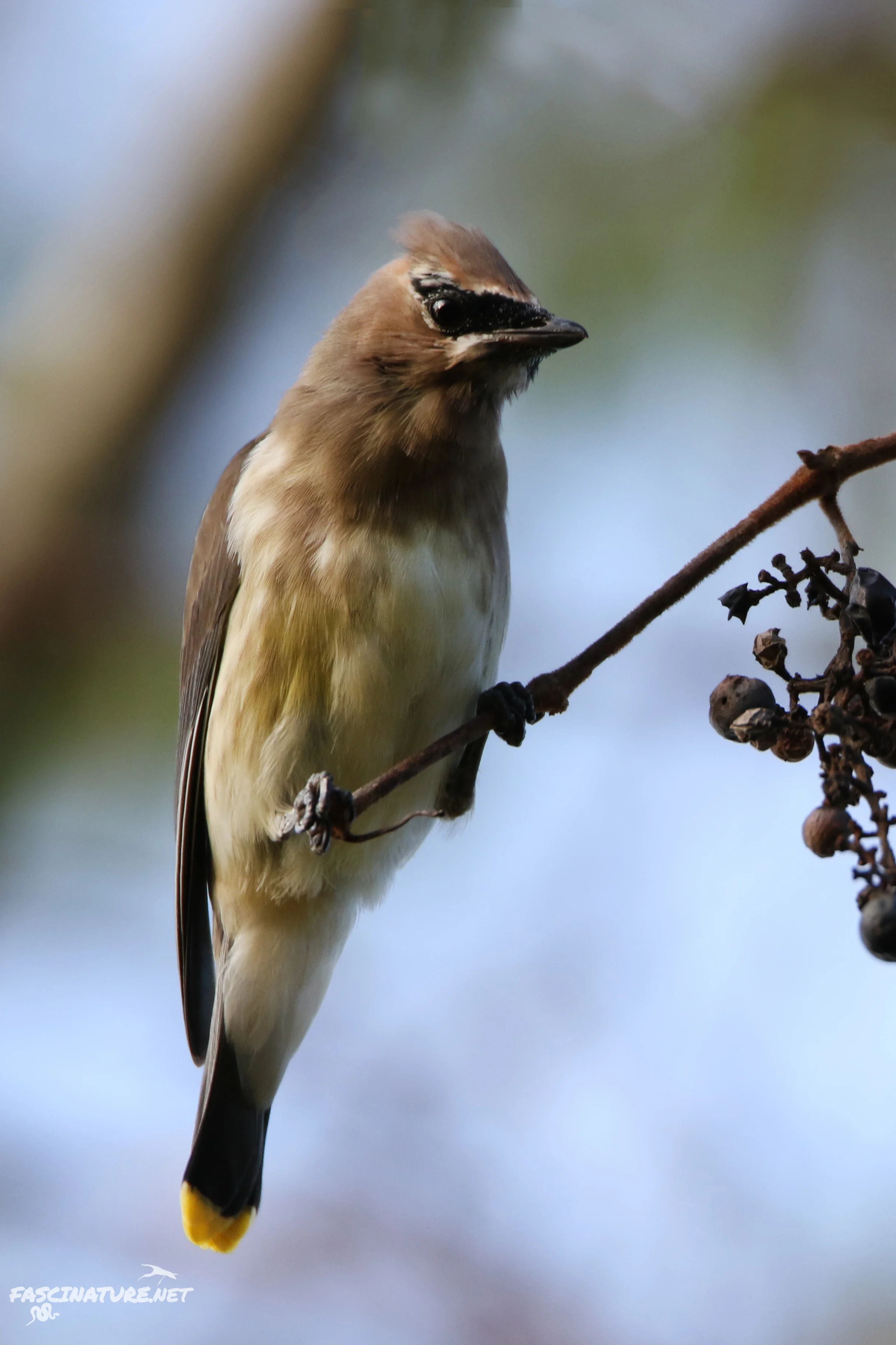 Cedar Waxwing-3