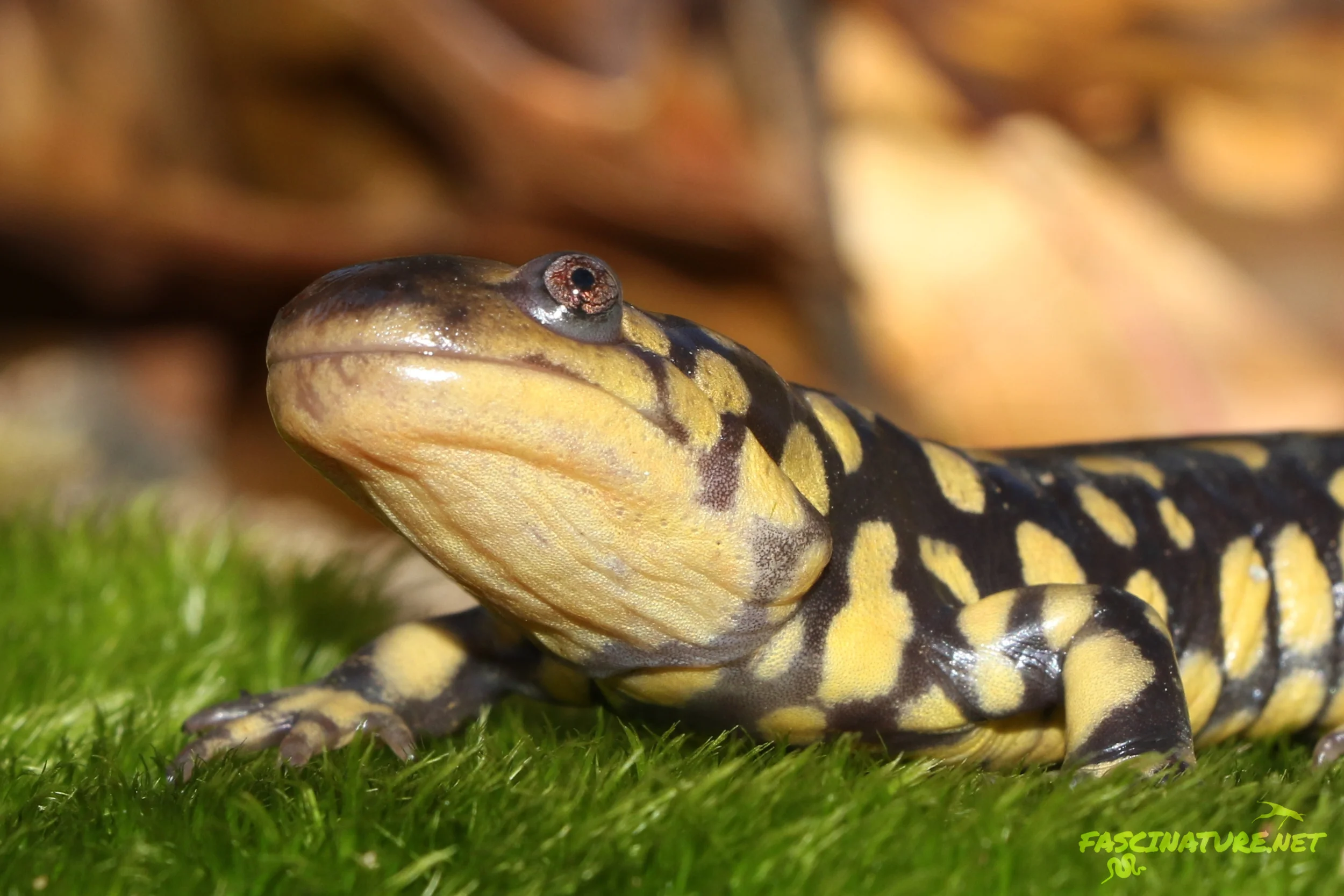 Eastern Tiger Salamander